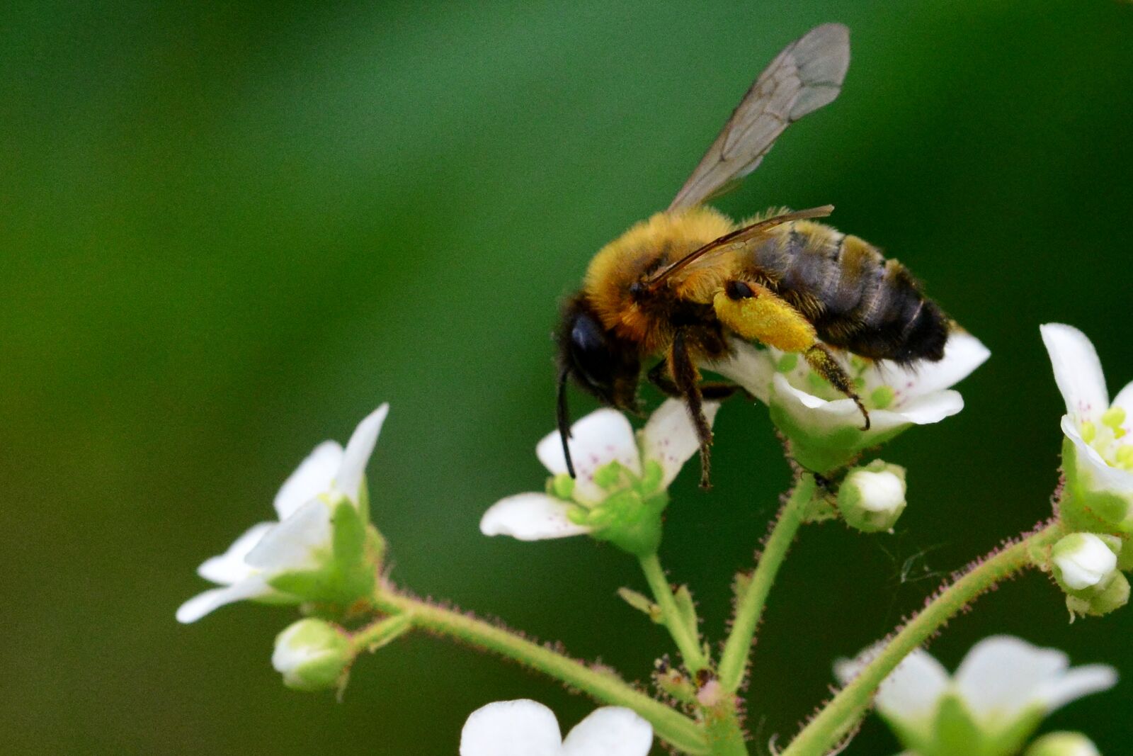 Nikon D5200 sample photo. Bee, pollination, garden photography