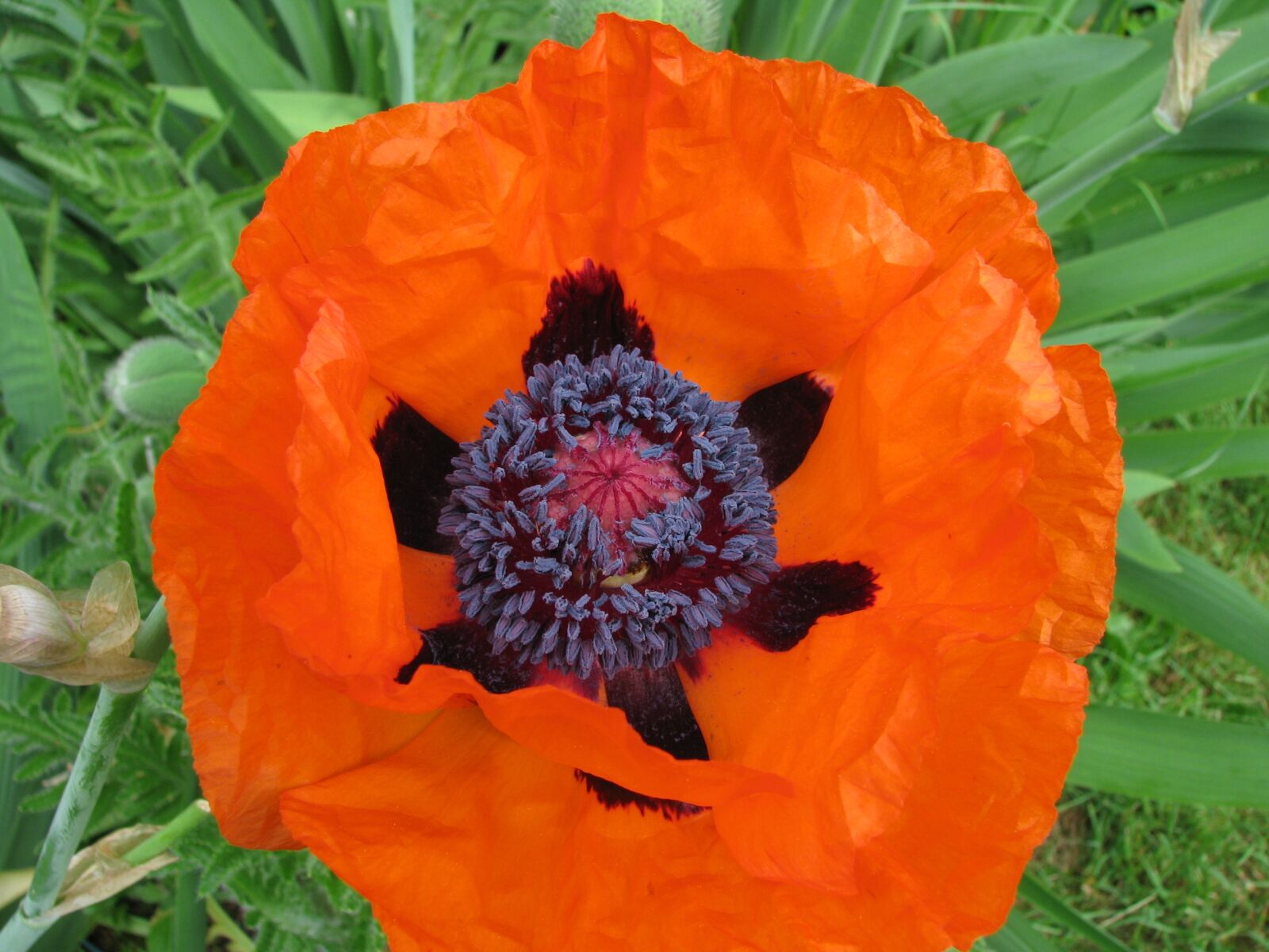 Canon POWERSHOT S5 IS sample photo. Poppy, flower, bloom photography