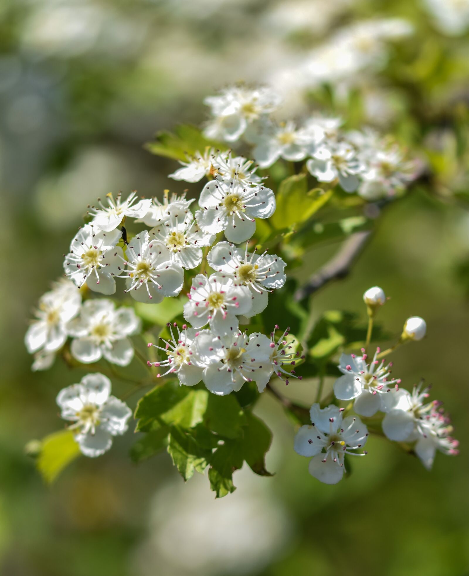 Nikon D5300 sample photo. Tree, a branch, flowers photography