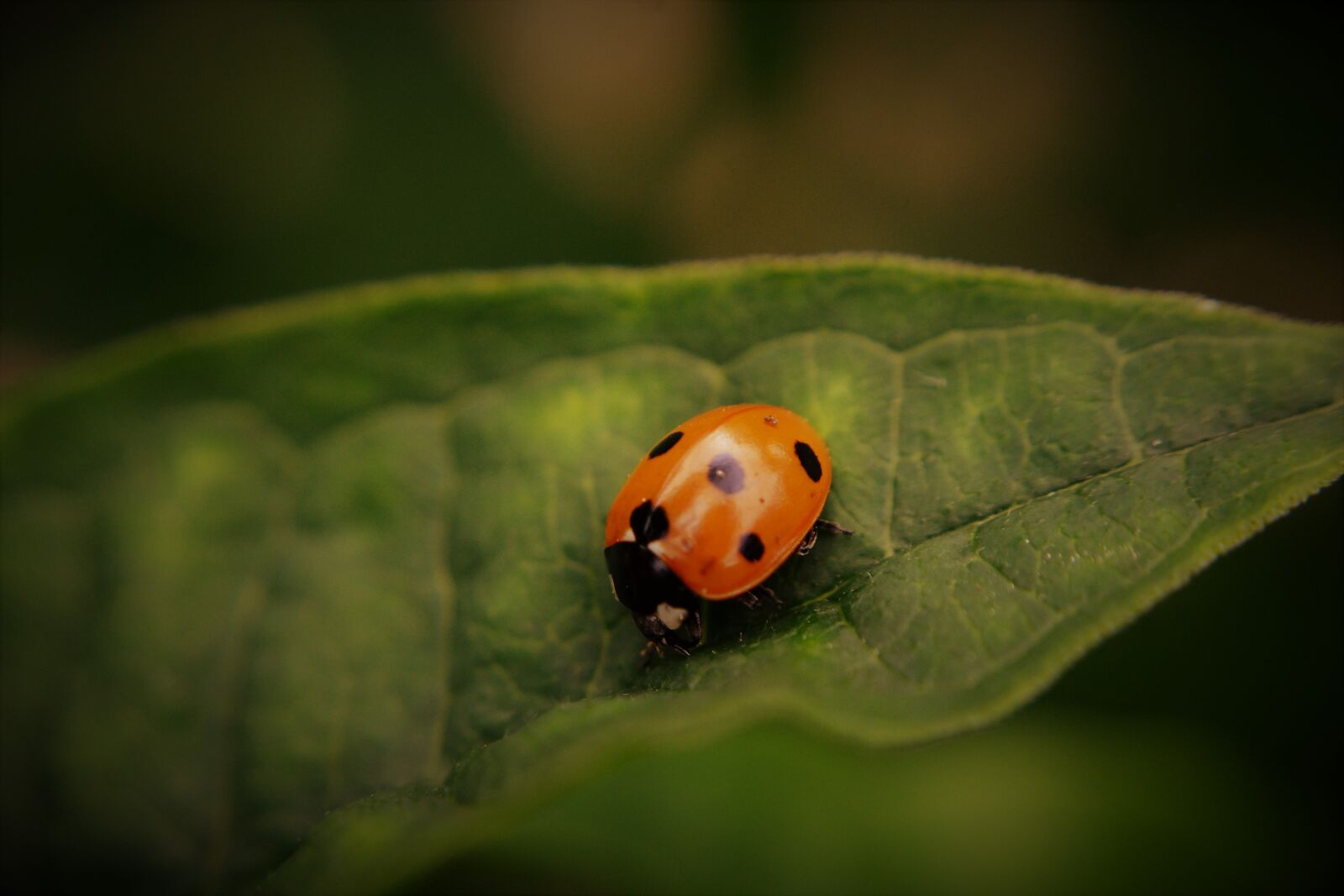 Nikon D3100 sample photo. Ladybird, insect, ladybug photography
