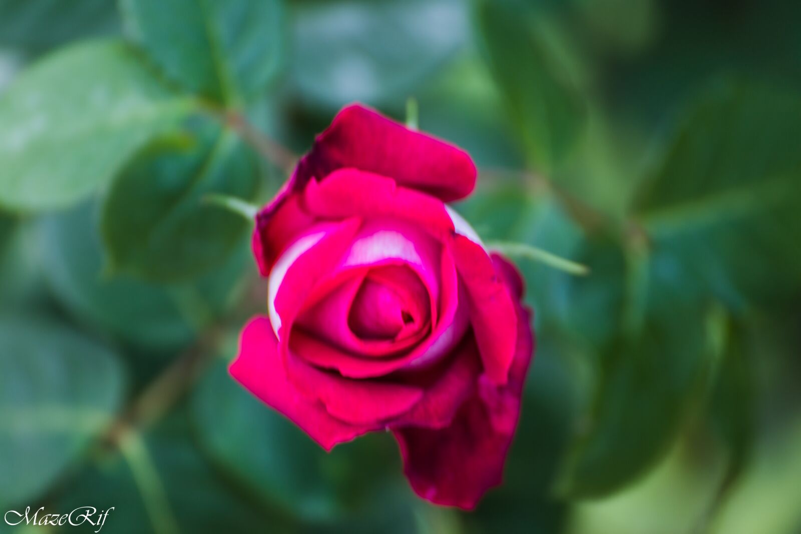 Canon EOS 6D sample photo. Park, bucuresti, nature photography