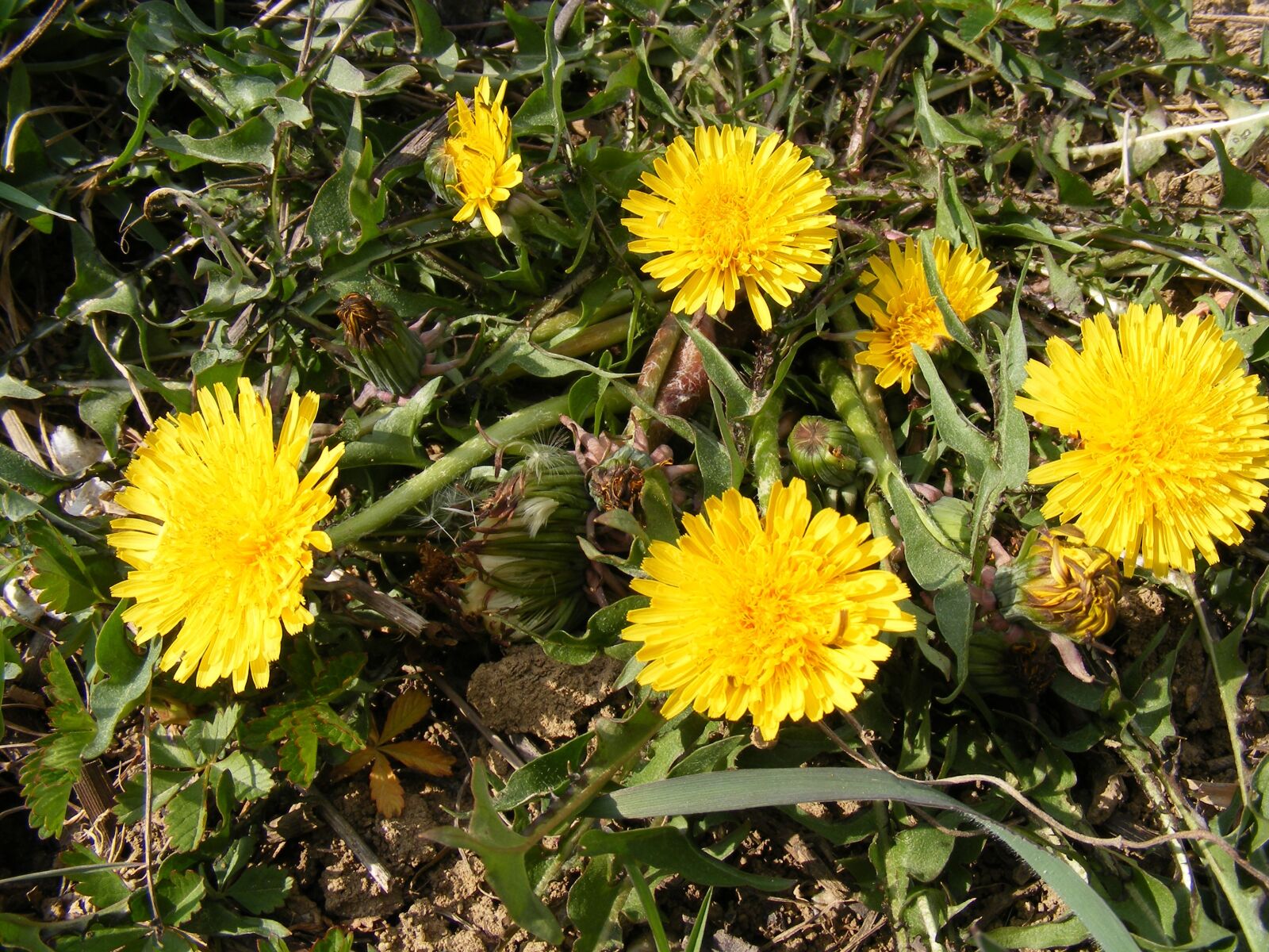 Fujifilm FinePix S5700 S700 sample photo. Nature, flowers, gardens photography