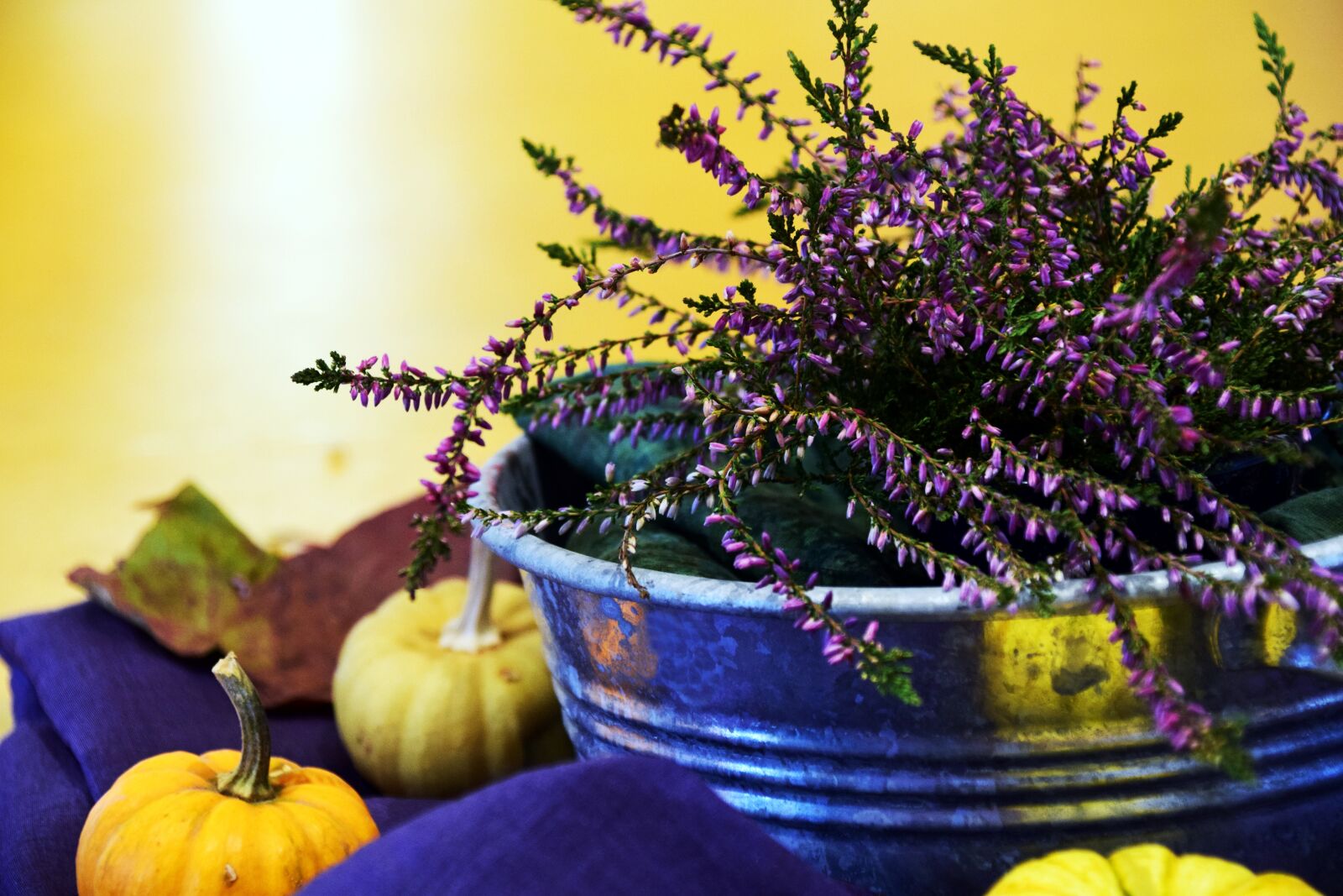 Nikon D3300 sample photo. Erika, arrangement, autumn photography