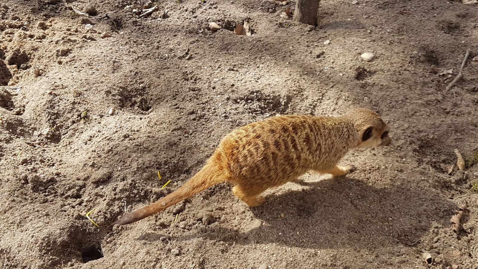 Samsung Galaxy S7 Edge sample photo. Nature, sand, desert photography