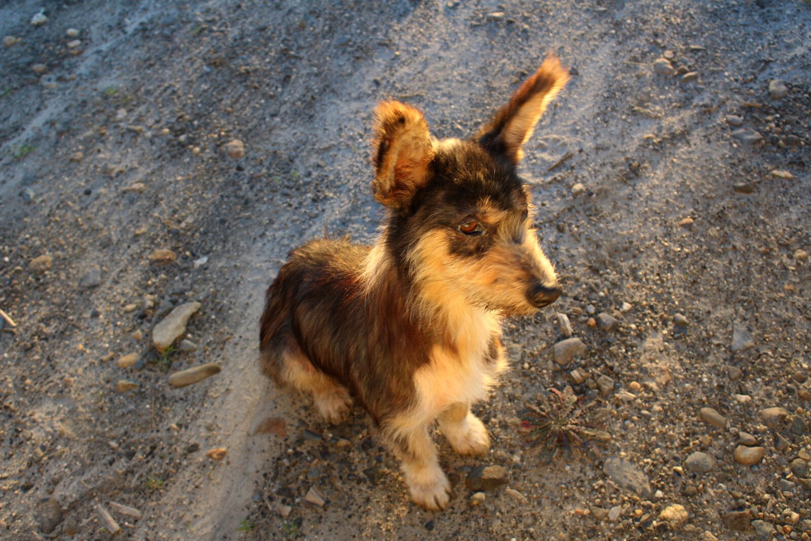 Canon EOS 1200D (EOS Rebel T5 / EOS Kiss X70 / EOS Hi) sample photo. Adopt, adoption, alone, animal photography