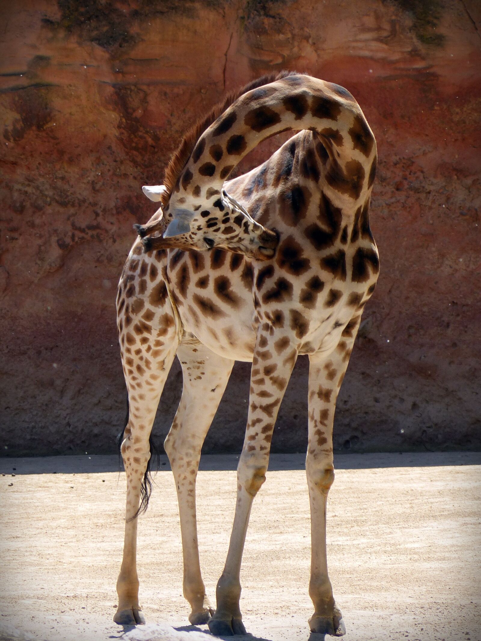 Panasonic Lumix DMC-FZ200 sample photo. Giraffe, animal, africa photography