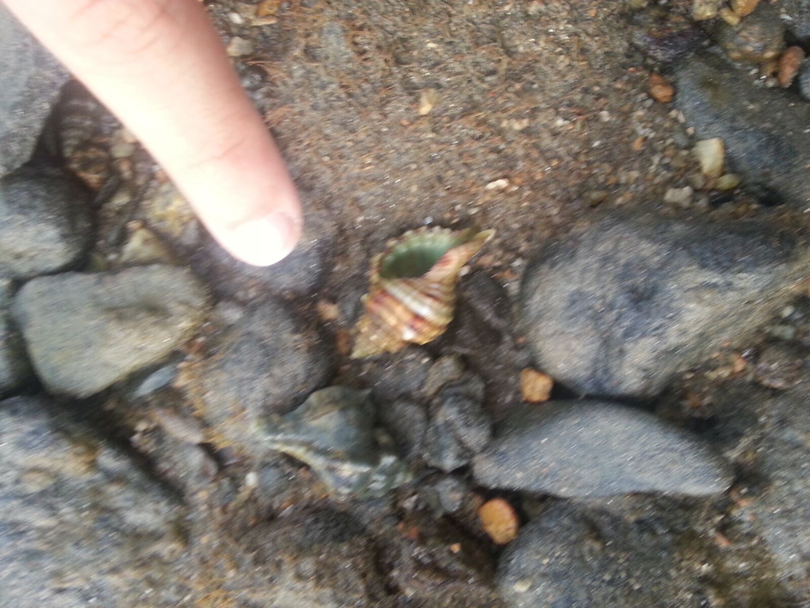 Samsung Galaxy S3 sample photo. Beach, shell, shells photography