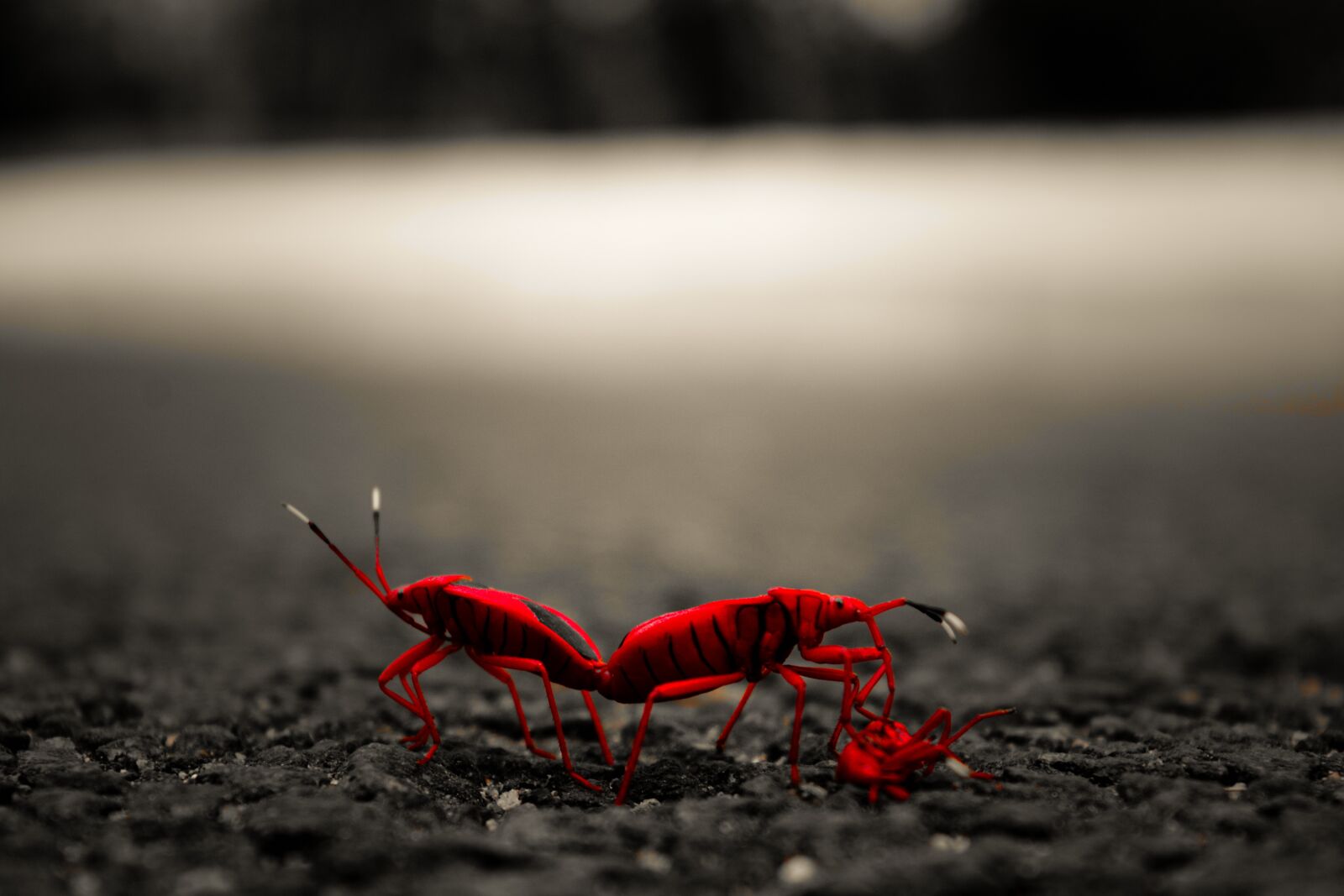 Nikon D5200 sample photo. Red, black, ladybug photography
