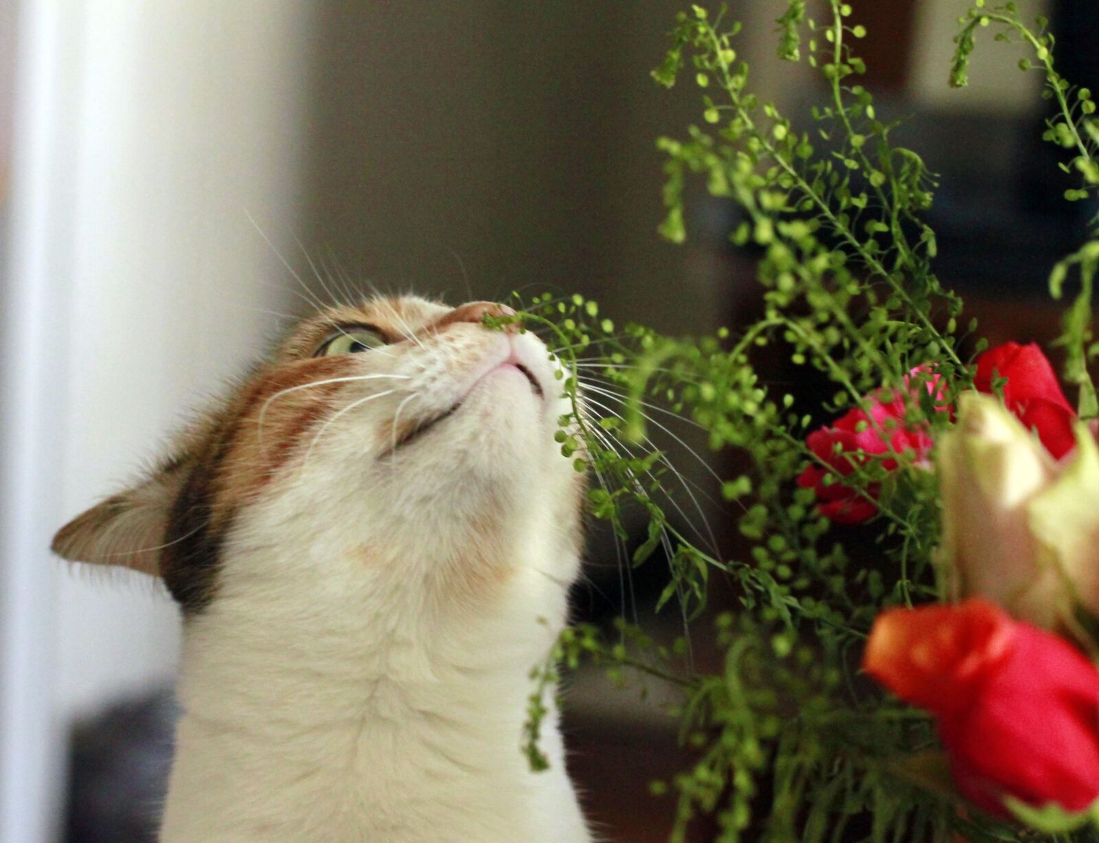 Canon EOS 500D (EOS Rebel T1i / EOS Kiss X3) + Canon EF 50mm F1.4 USM sample photo. Cat, flowers, kitten photography