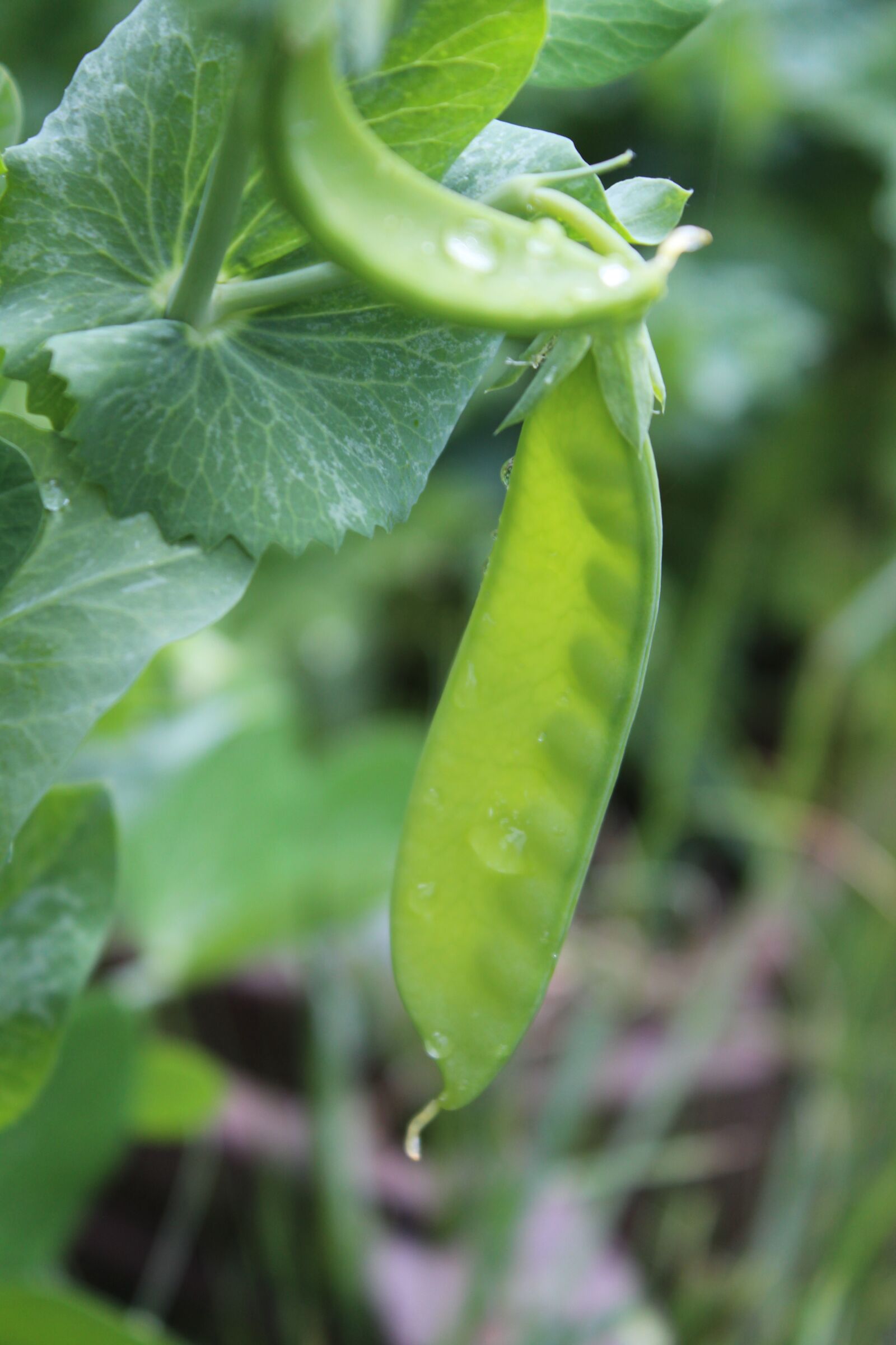 Canon EOS 1200D (EOS Rebel T5 / EOS Kiss X70 / EOS Hi) sample photo. Peas, pod, plant photography