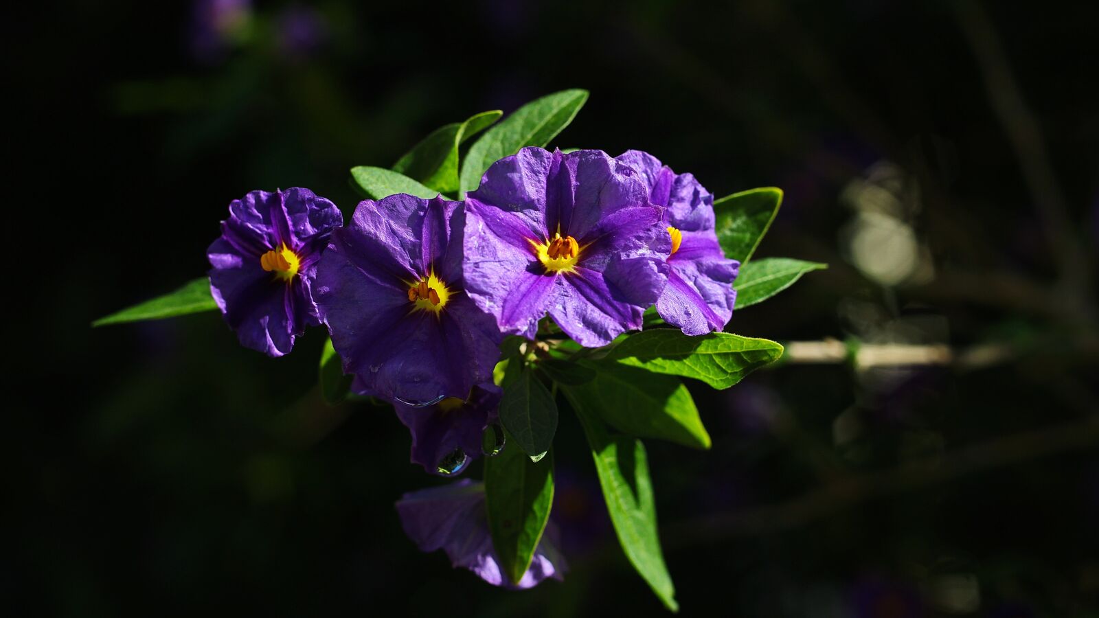 Canon EOS 100D (EOS Rebel SL1 / EOS Kiss X7) sample photo. Flowers, purple, garden photography