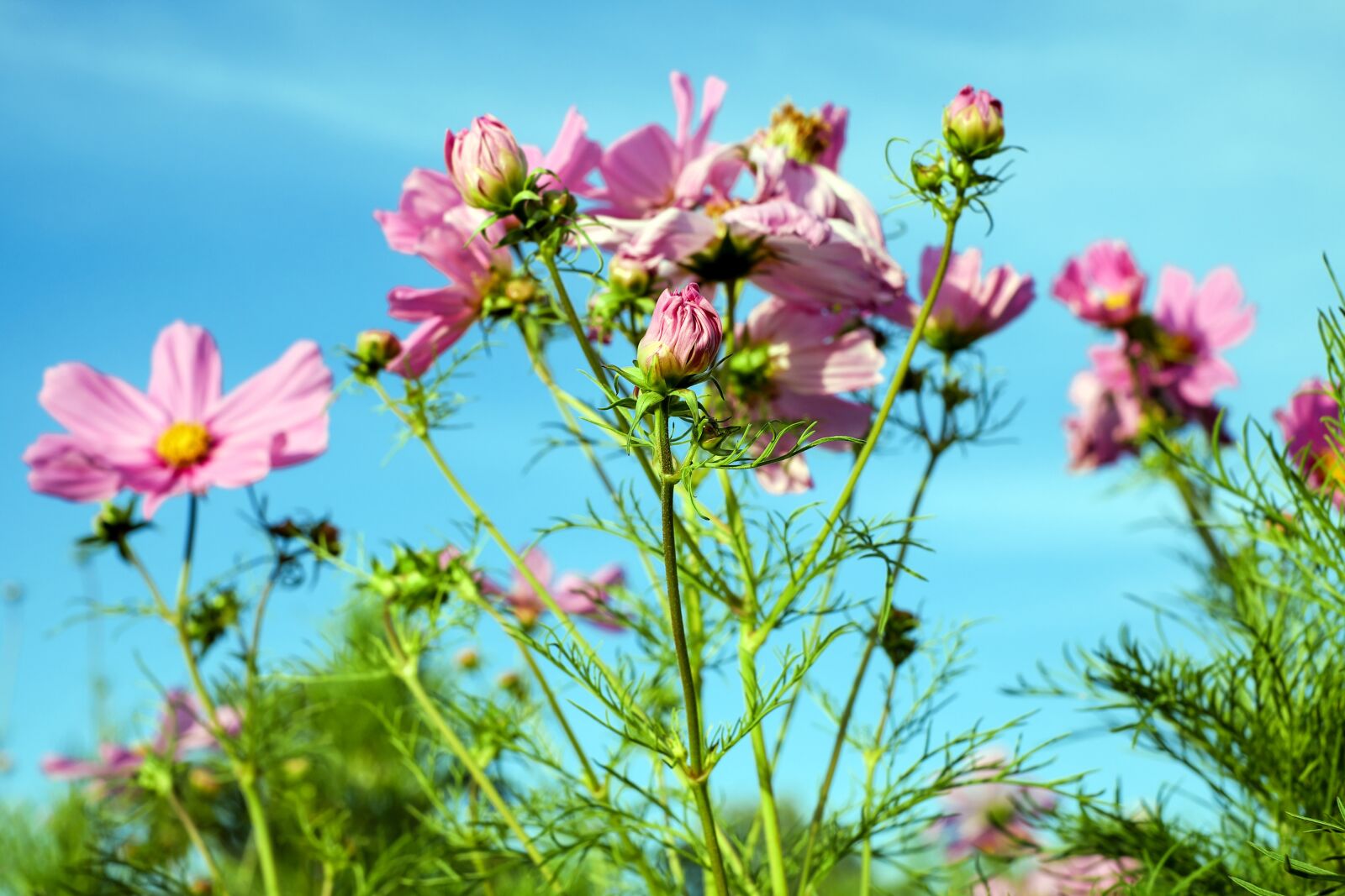 Fujifilm X-T10 + Fujifilm XF 35mm F1.4 R sample photo. Cosmea, flower, cosmos photography
