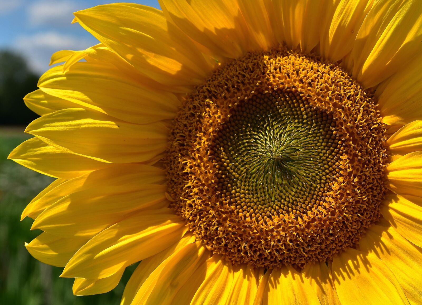 Nikon D7200 sample photo. Sunflower, summer, bright photography