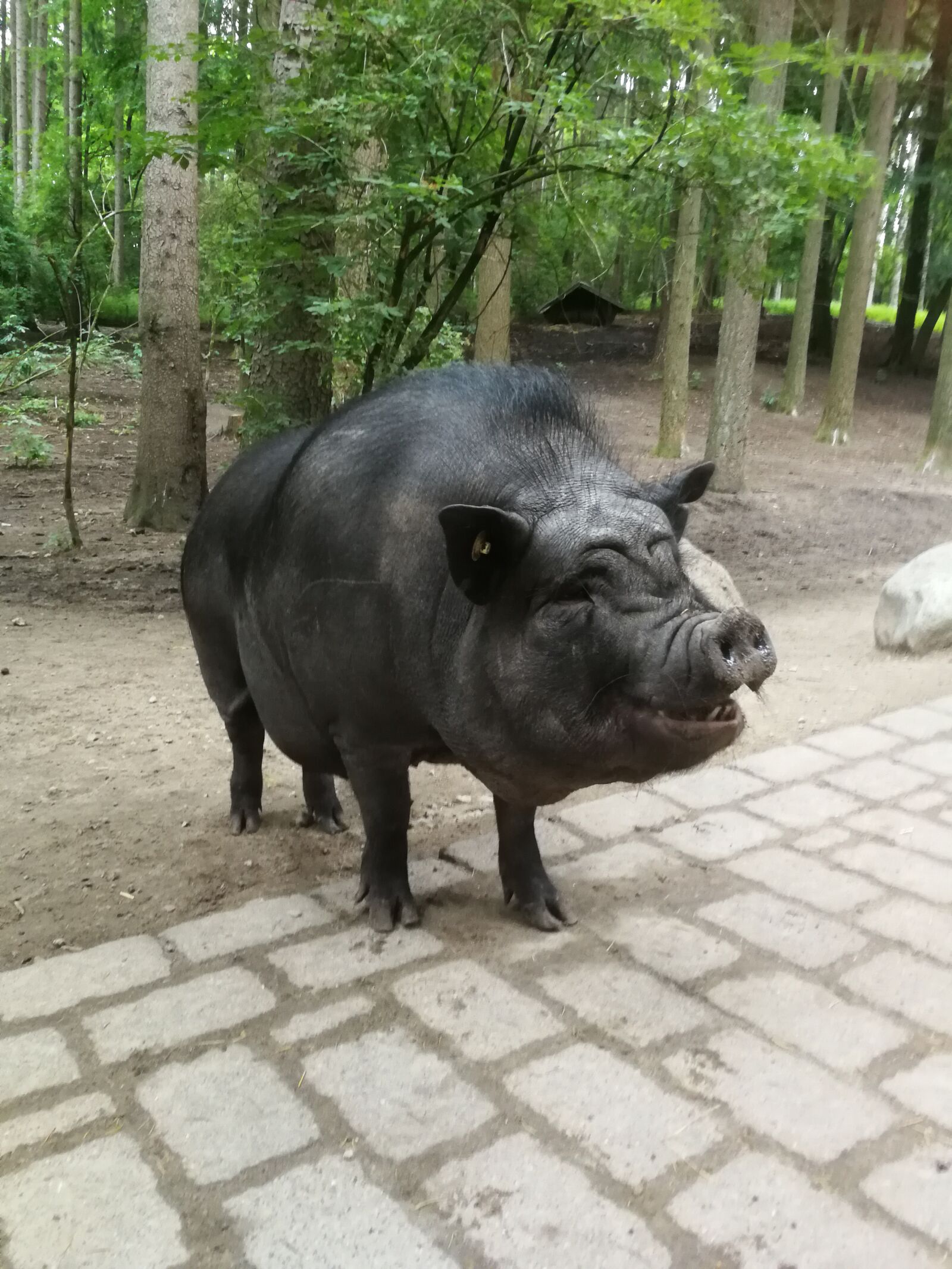 HUAWEI P10 Plus sample photo