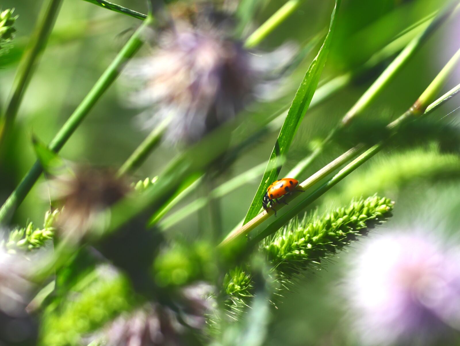Canon EOS 200D (EOS Rebel SL2 / EOS Kiss X9) sample photo. Ladybug, insect, nature photography