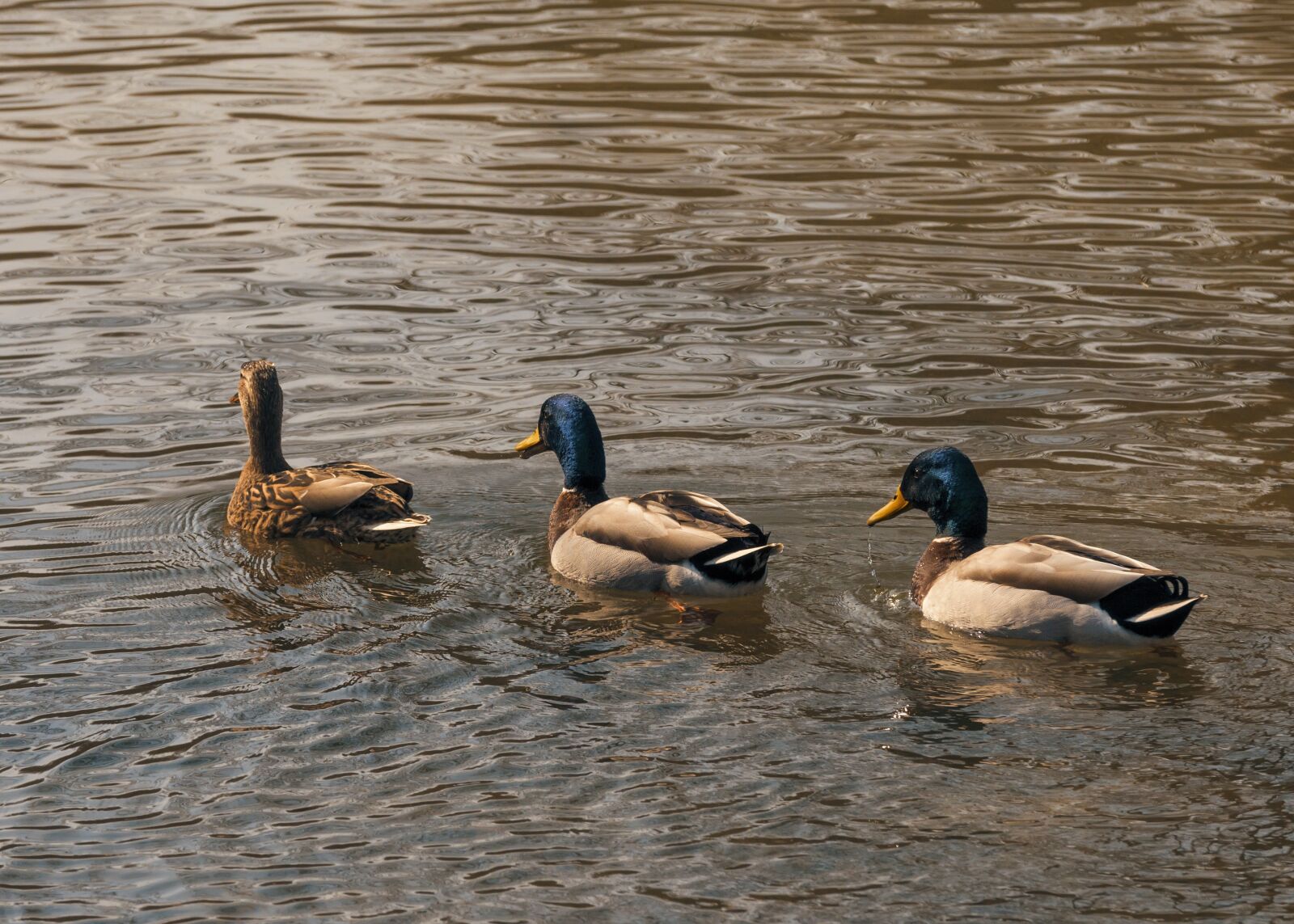 Pentax K-5 sample photo. Duck, animal, nature photography