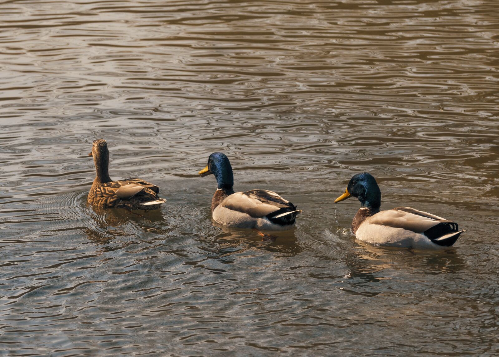 Tamron SP AF 70-200mm F2.8 Di LD (IF) MACRO sample photo. Duck, animal, nature photography