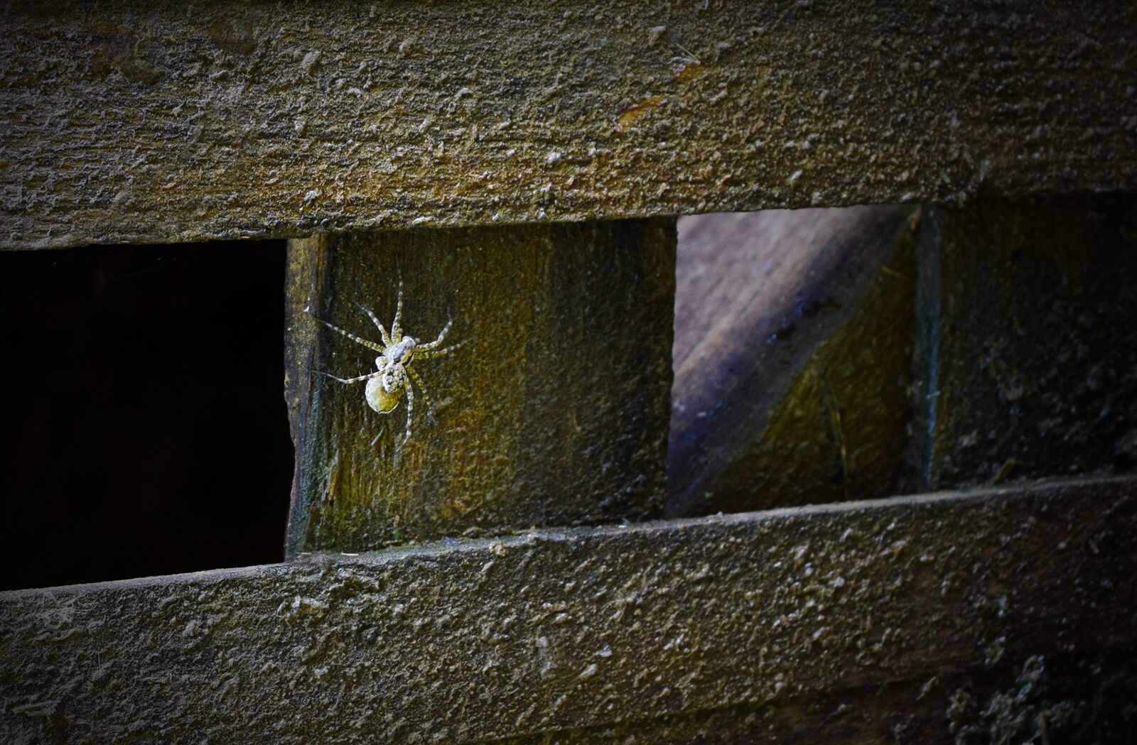 Nikon D5300 sample photo. Spider, spiders, wolf spider photography