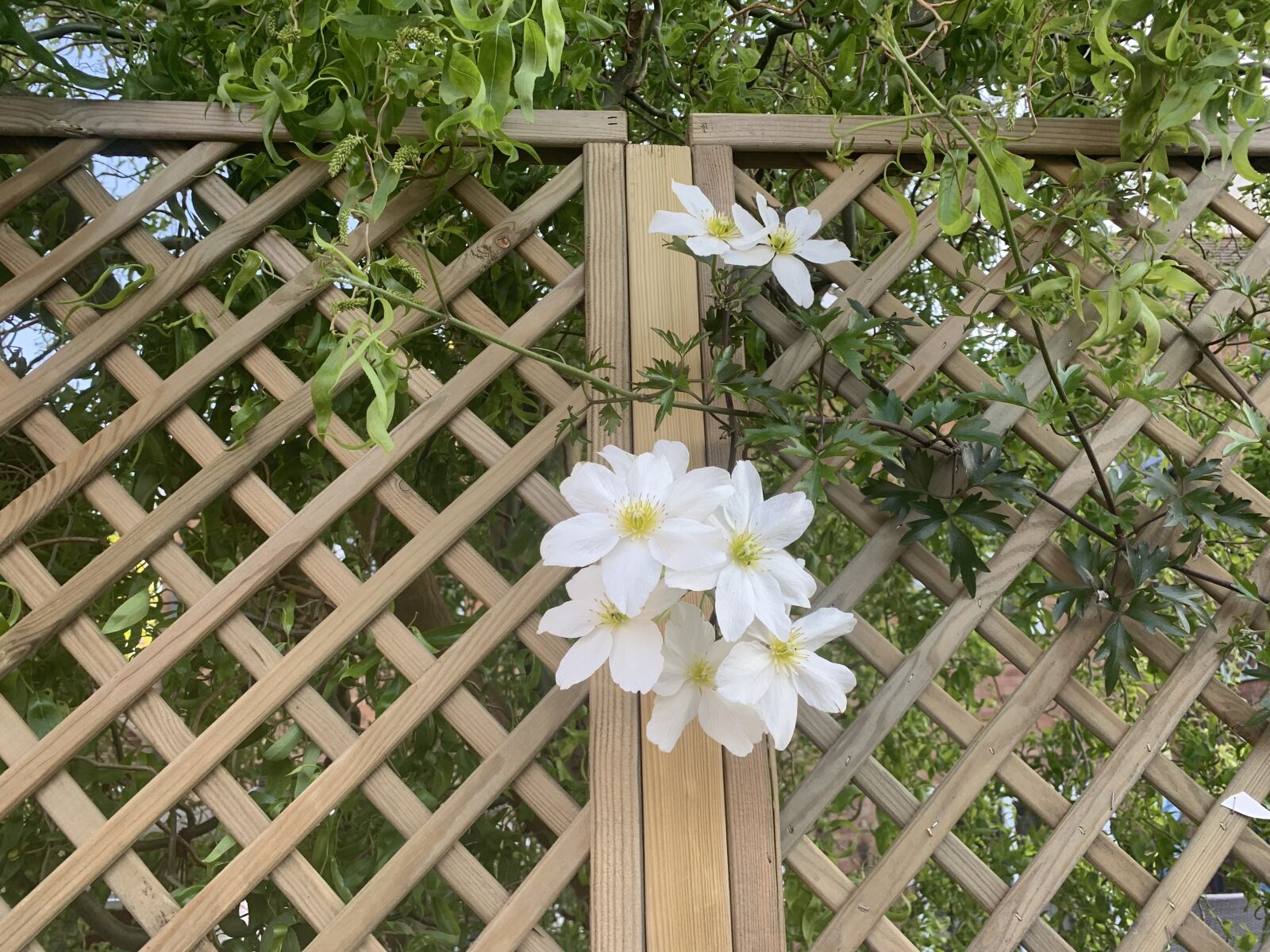 Apple iPhone XR sample photo. May, flower, flourishing photography