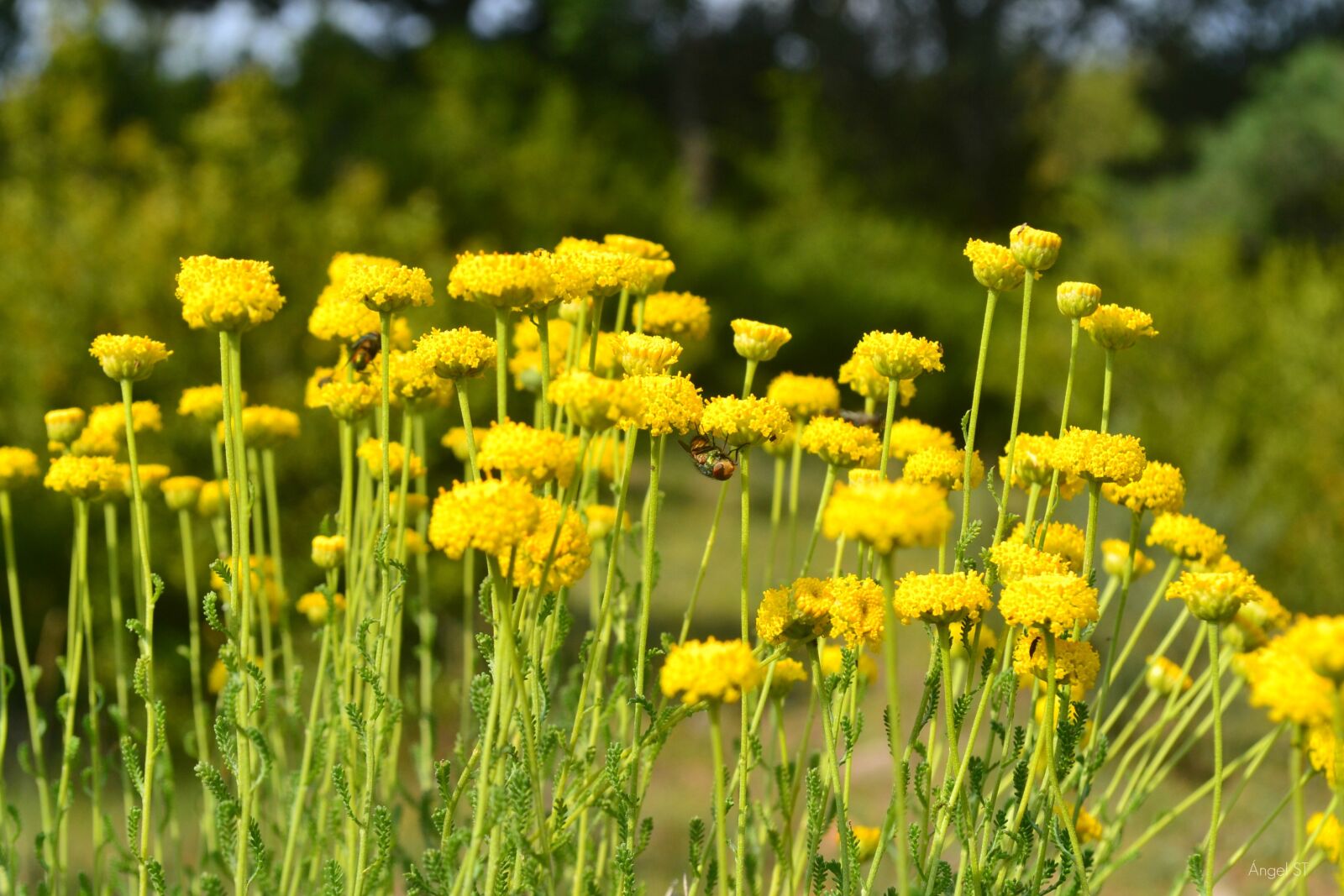 Nikon D3100 sample photo. Nature, field, flowers photography