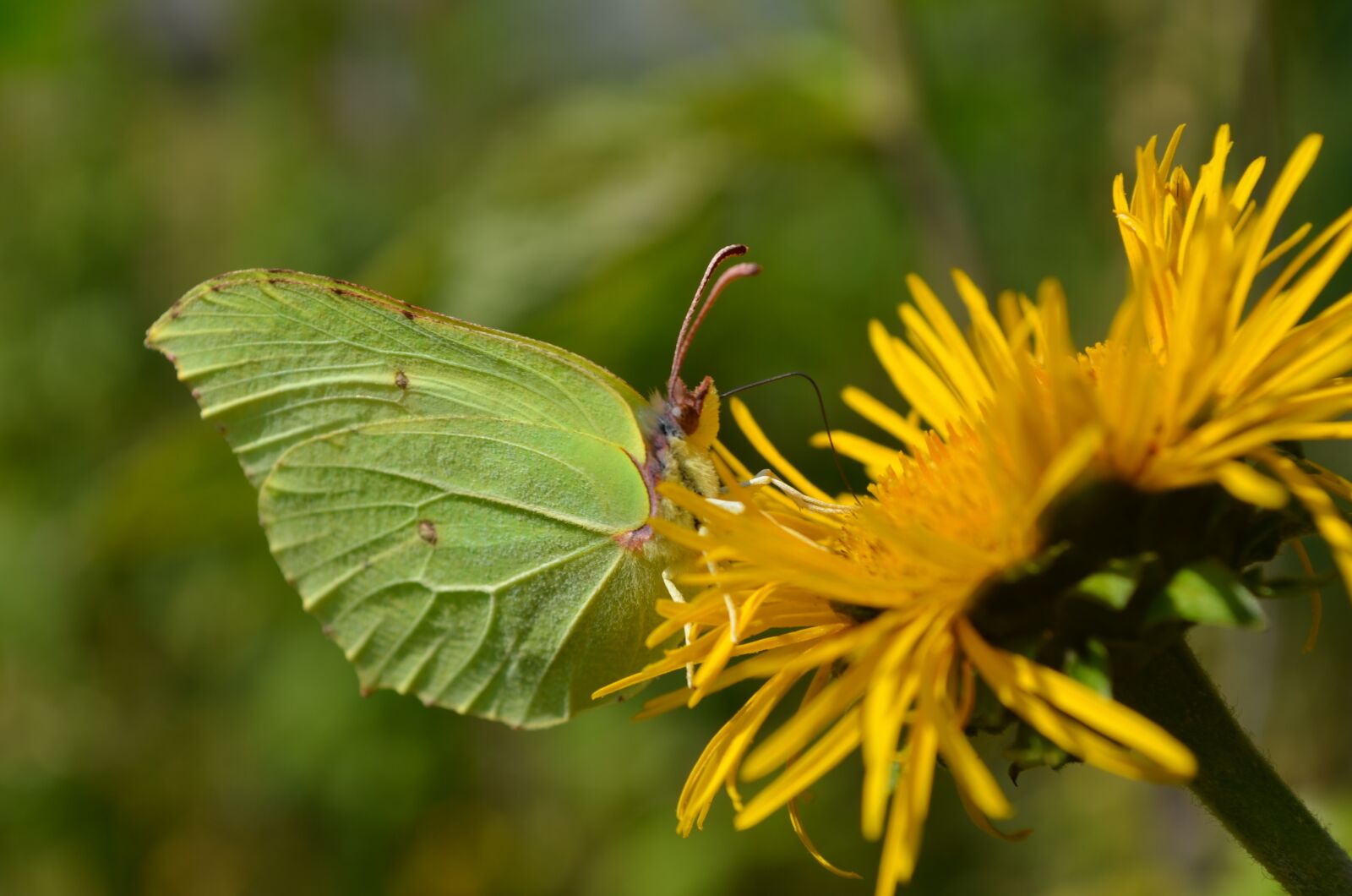 Nikon D5100 sample photo. Macro, butterfly, flying insects photography