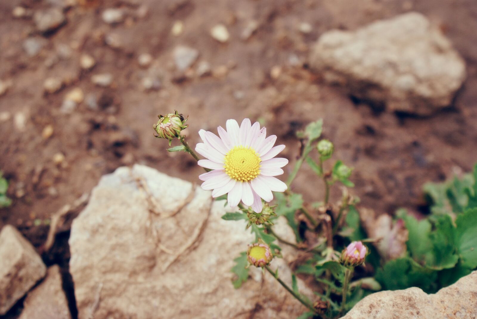 Sony Alpha DSLR-A300 sample photo. Wild flowers, stone, the photography