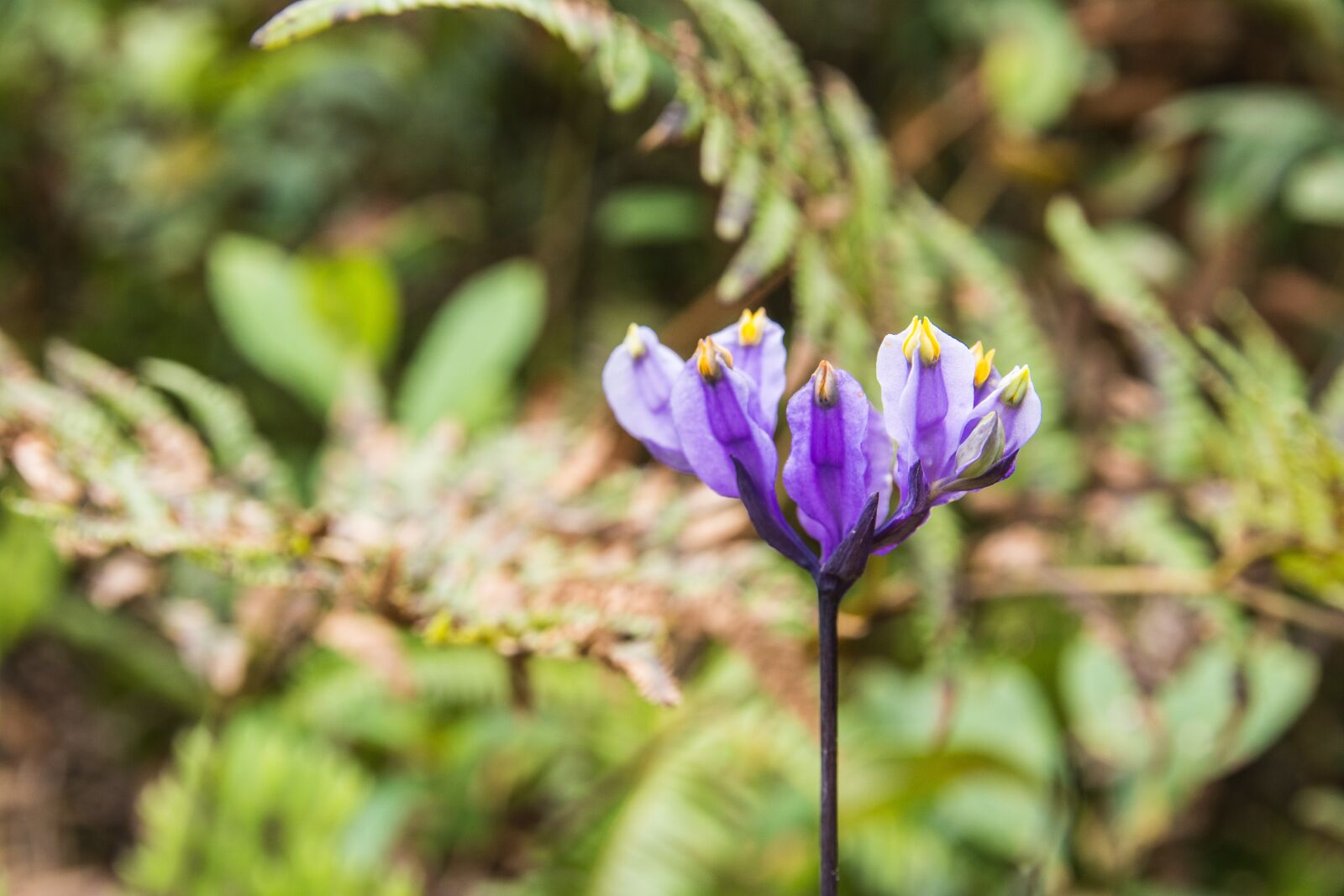 Nikon D7100 sample photo. Flowers, purple flowers, nature photography