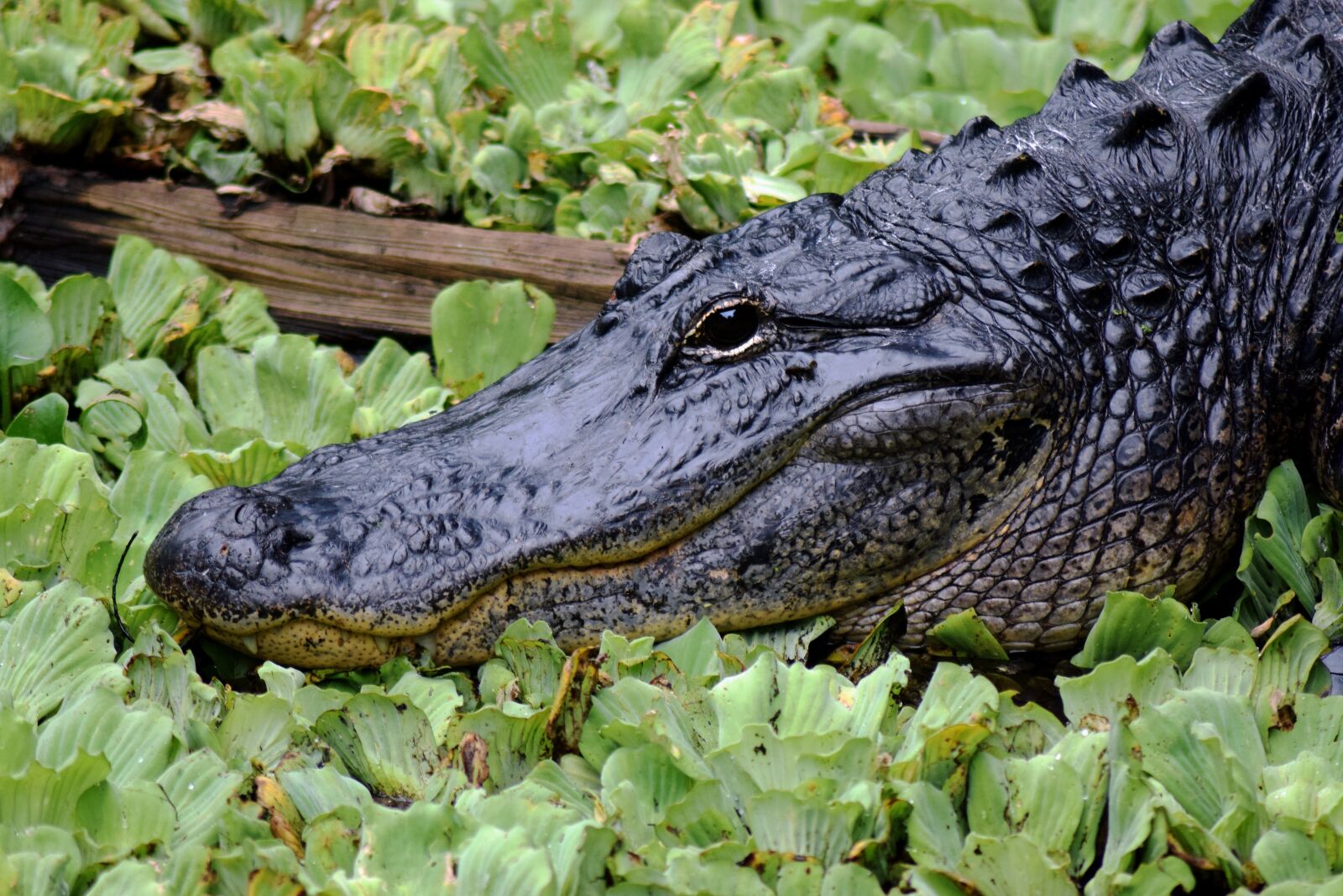 Nikon D3300 sample photo. Alligator, close up, face photography