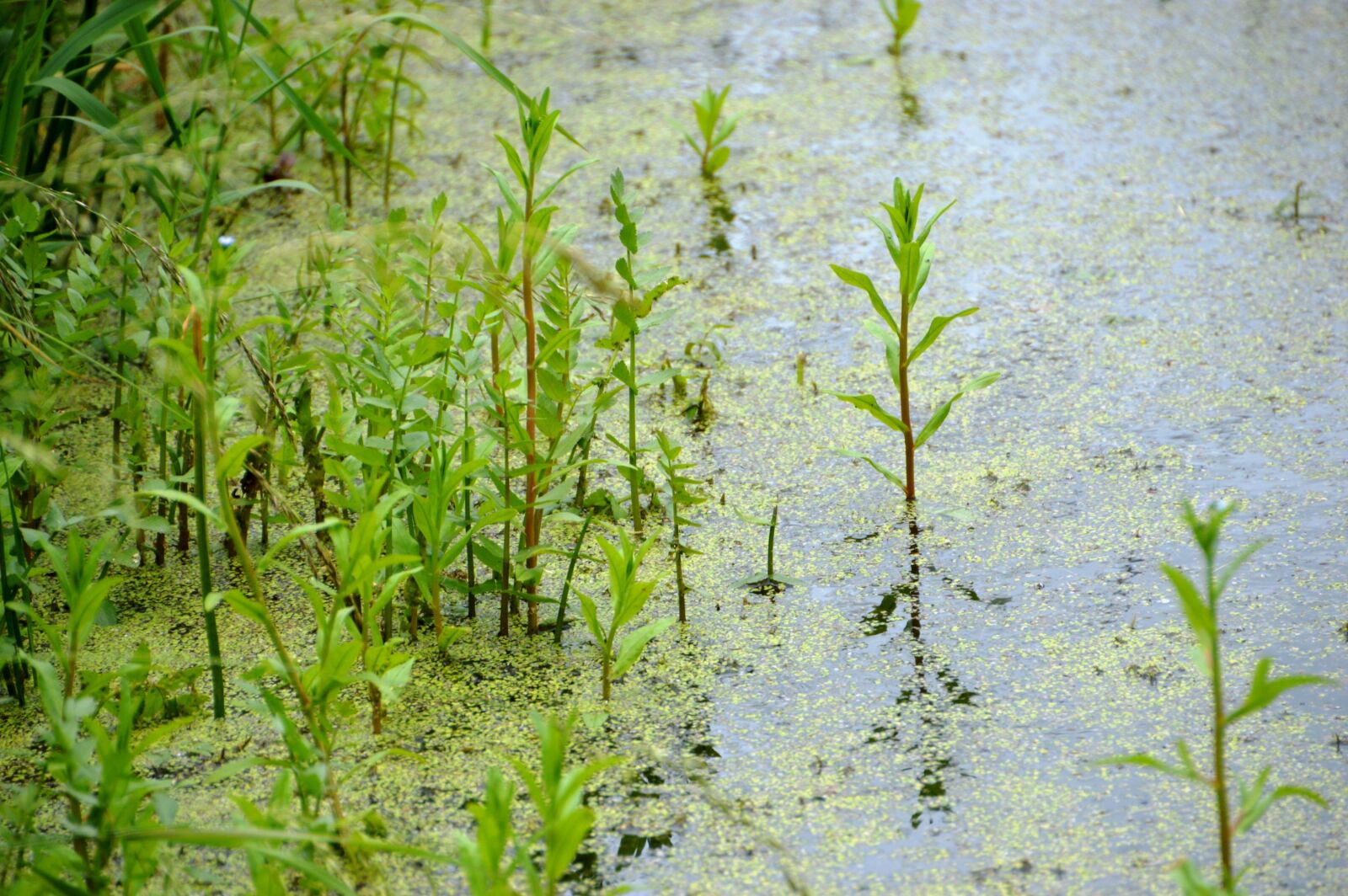 Nikon D3200 sample photo. Swamp, pond, river photography