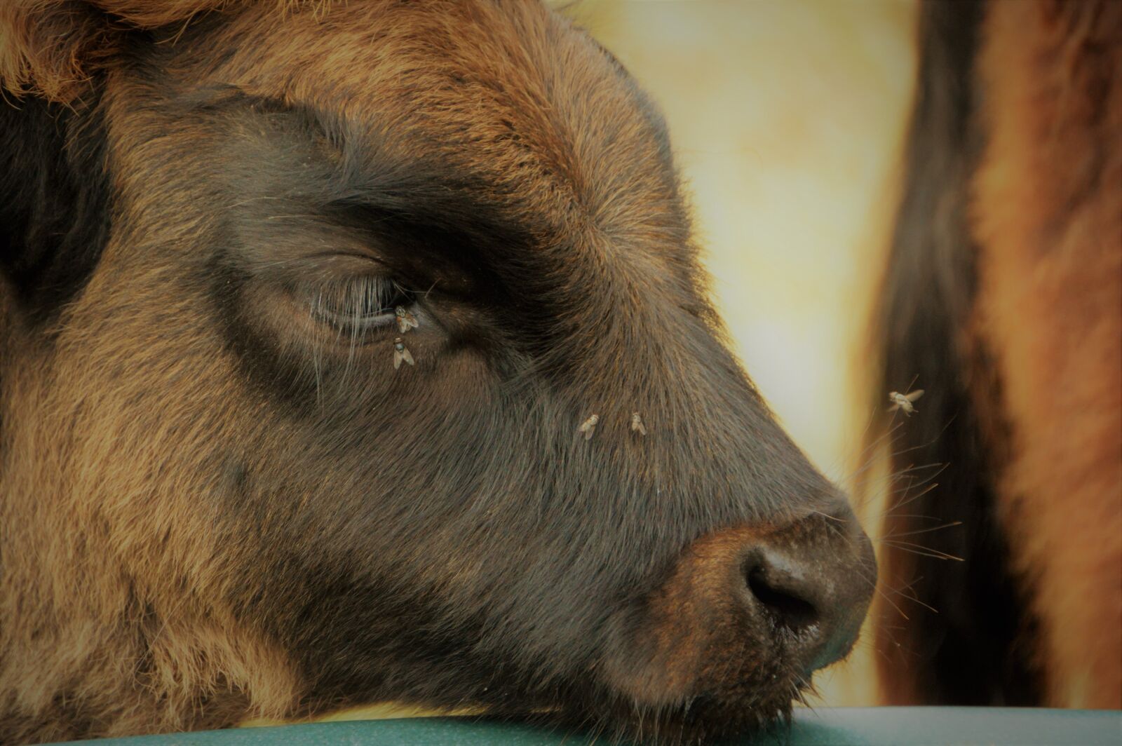 Nikon D3200 sample photo. Cow, highlands, beef photography