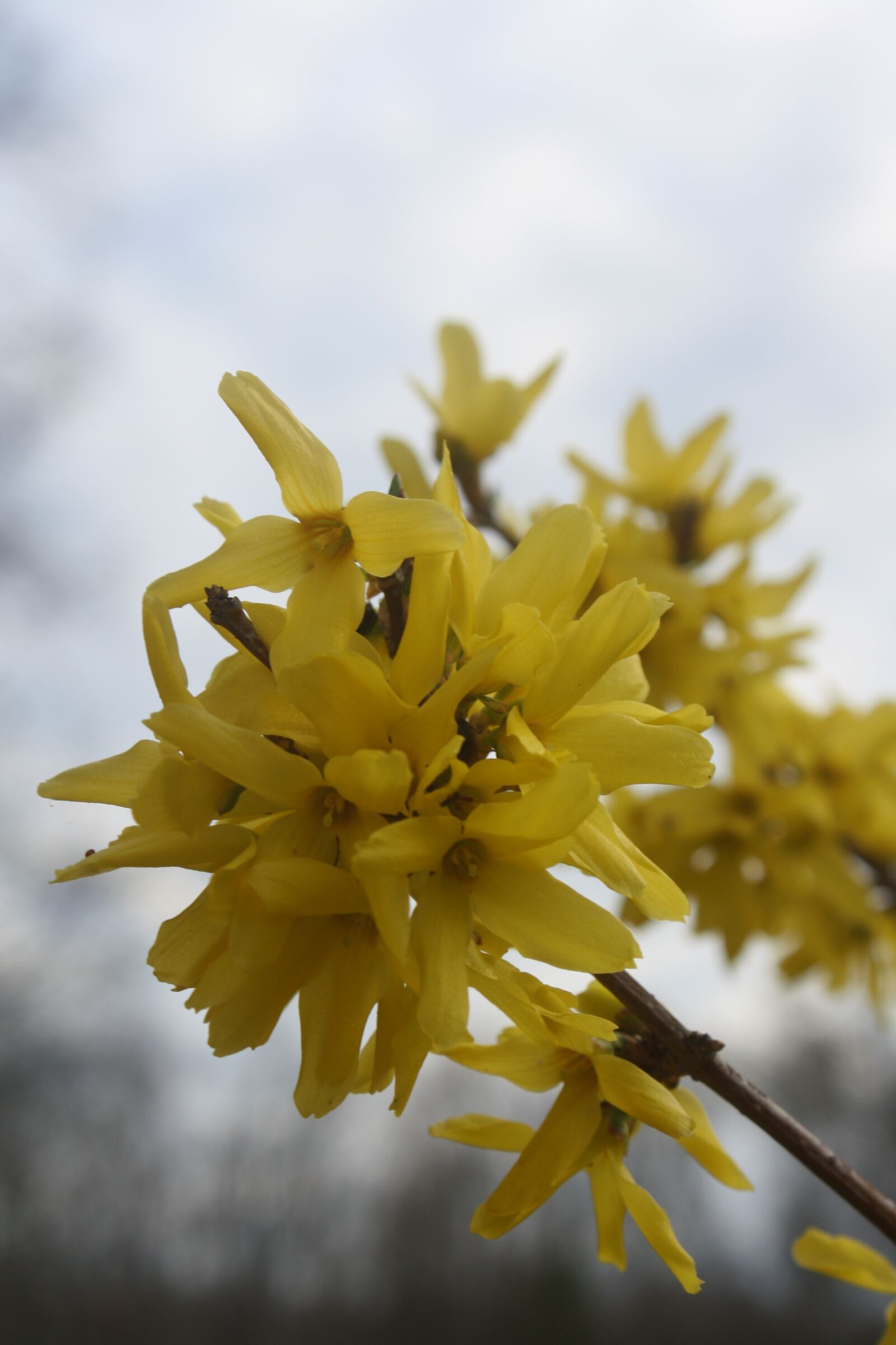 Canon EOS 1000D (EOS Digital Rebel XS / EOS Kiss F) sample photo. Flower, yellow, forsythia photography