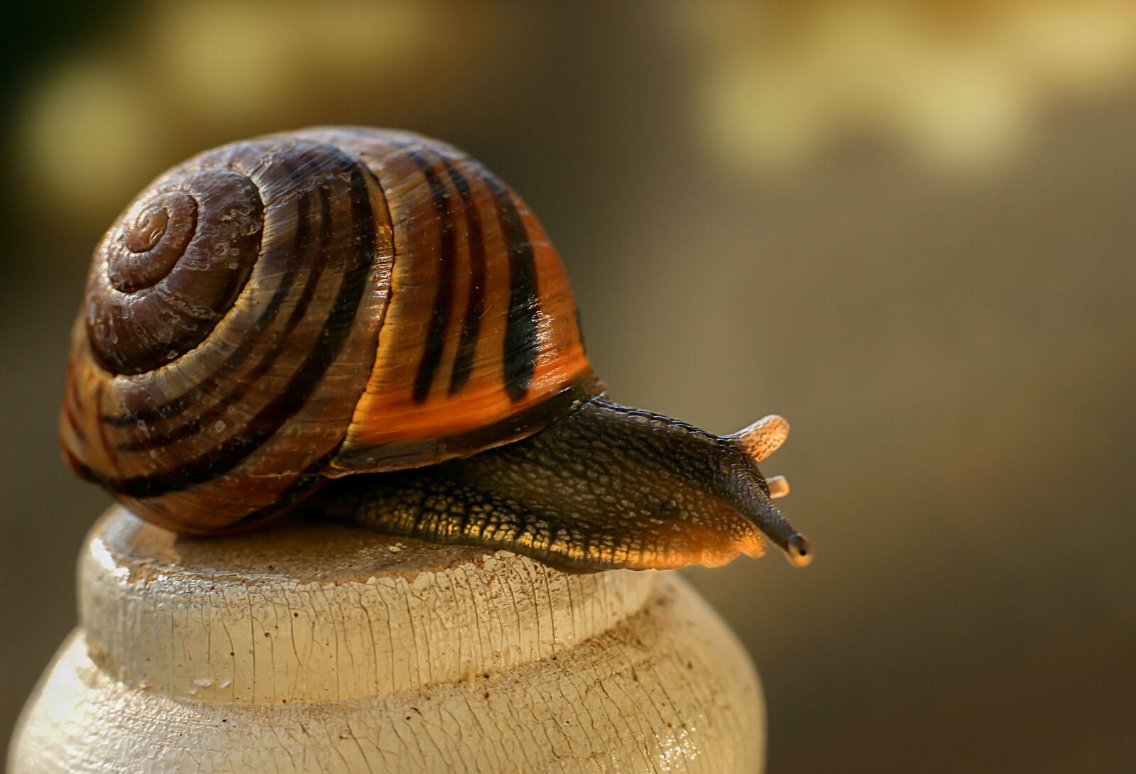 Canon EOS 600D (Rebel EOS T3i / EOS Kiss X5) + Canon EF 50mm F1.8 II sample photo. Snail, mollusk, shell photography