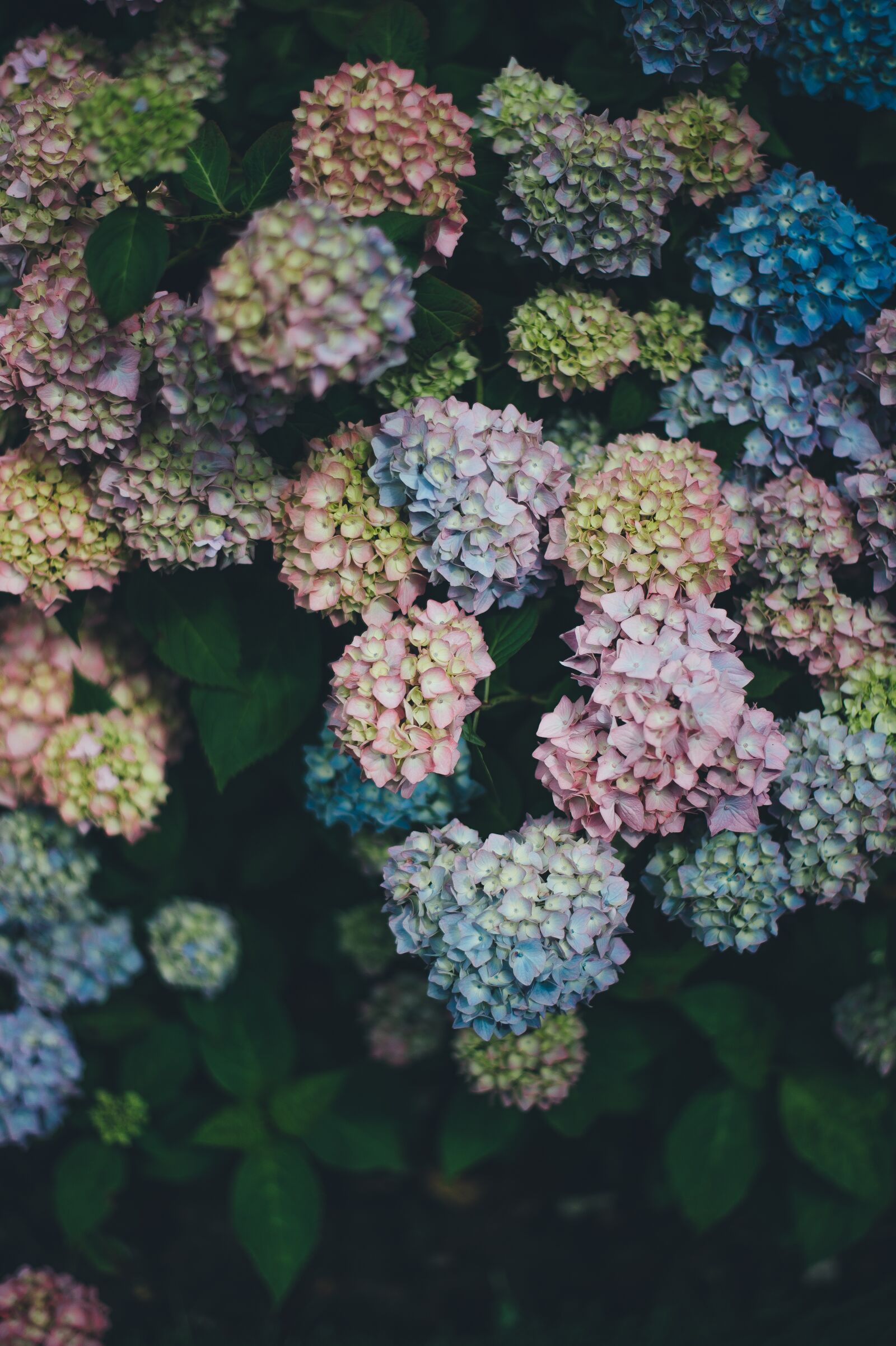 Nikon D4S sample photo. Bloom, blossom, colorful photography