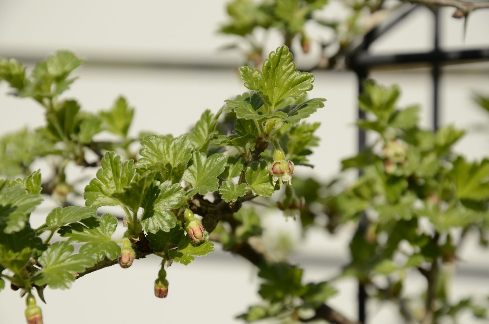 Nikon D7000 sample photo. Gooseberry, bloom, spring photography