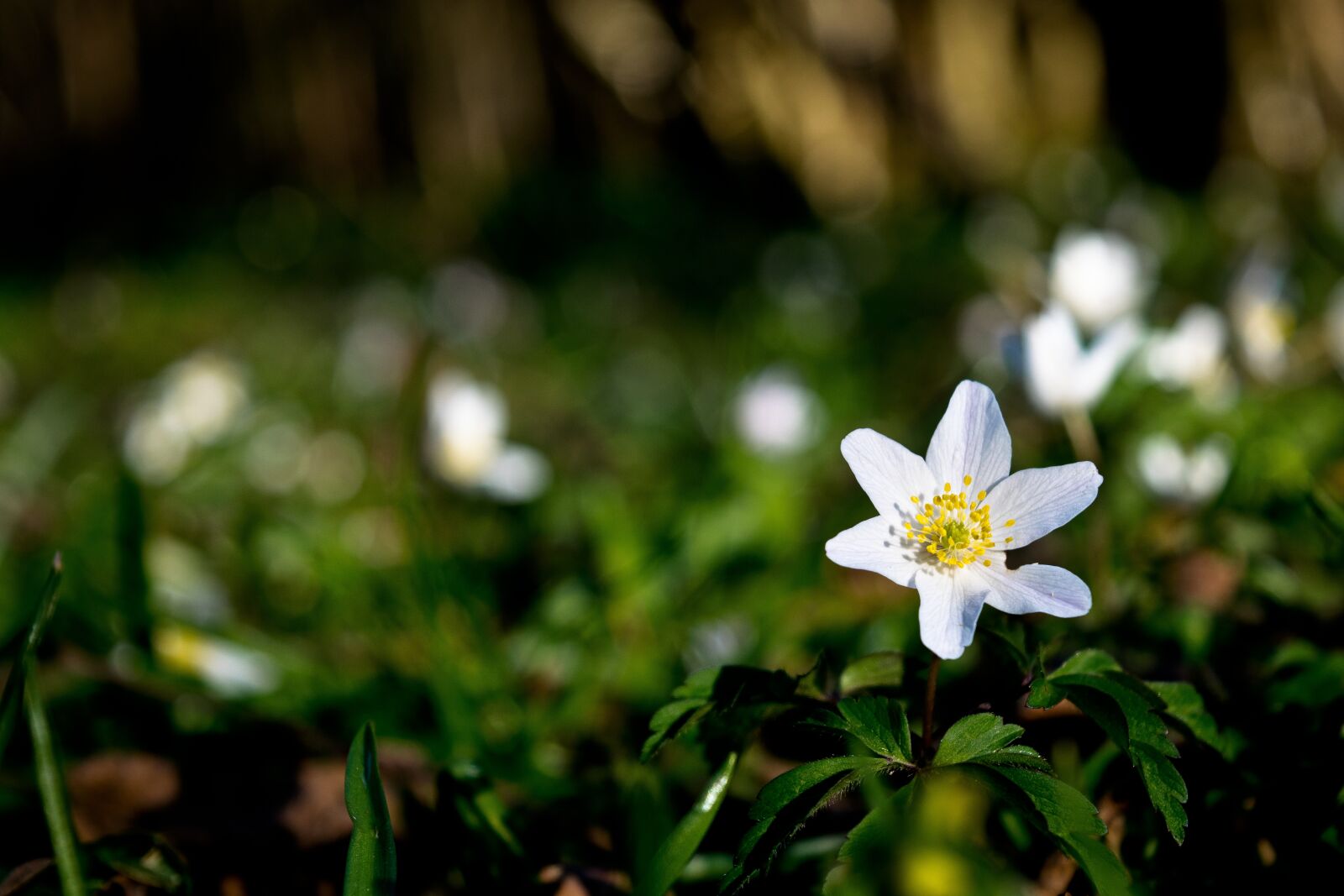 Nikon D5300 sample photo. Wood anemone, white flower photography