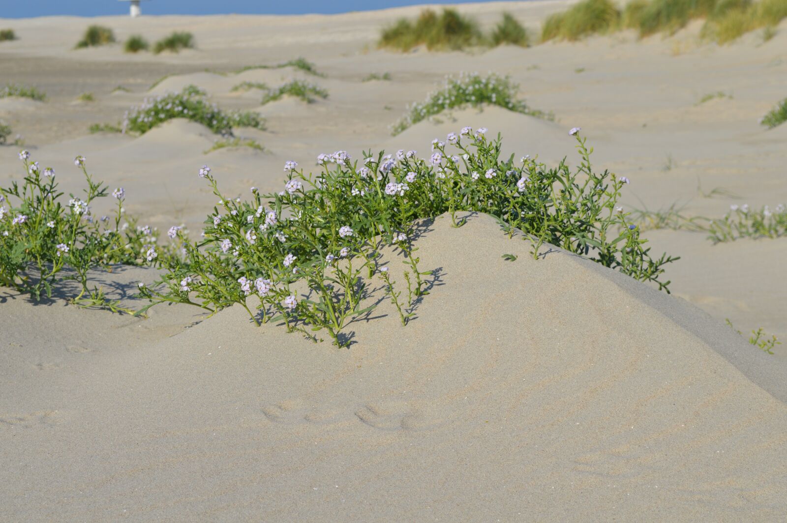 Nikon D3200 sample photo. Sea rocket, beach, sea photography