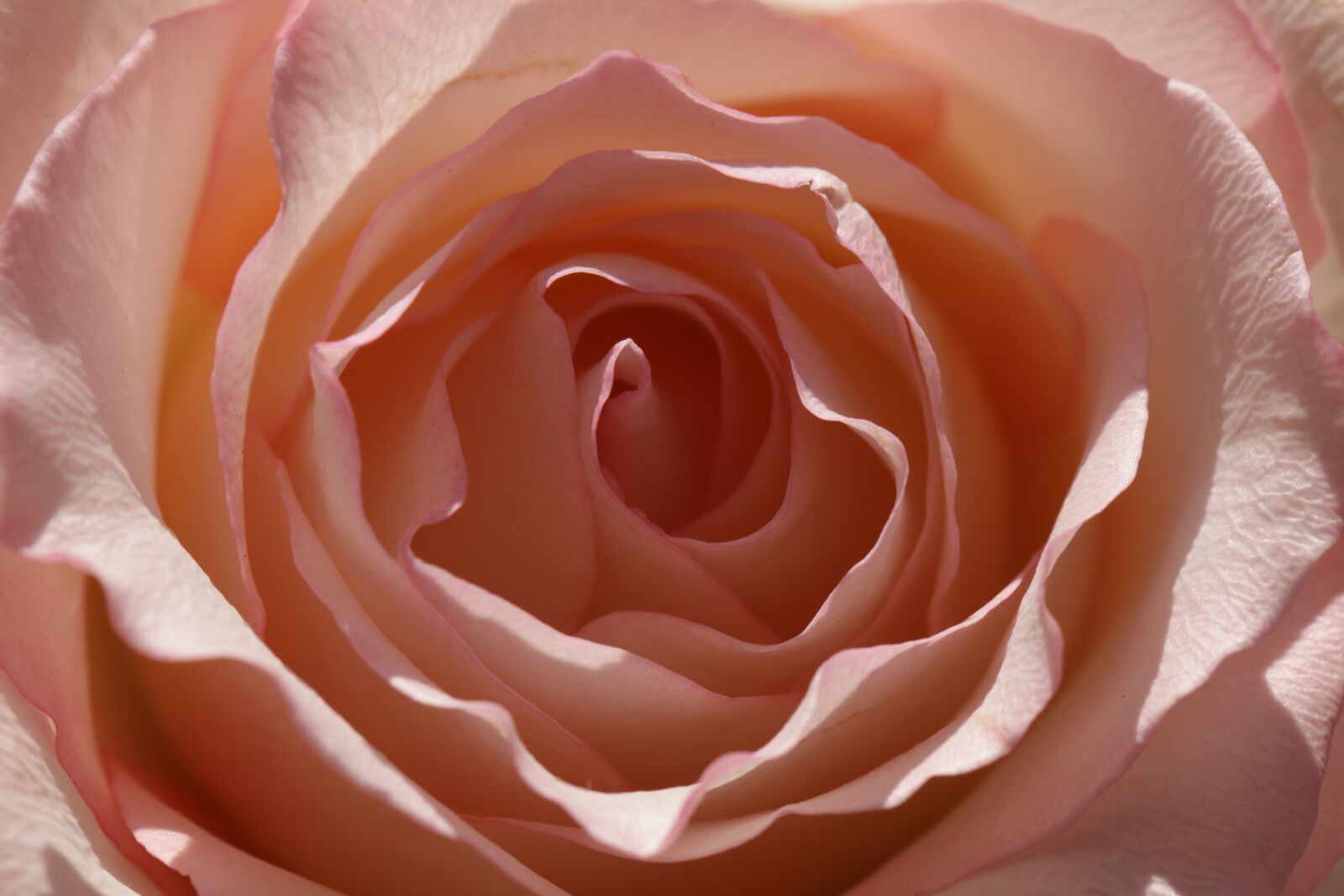Canon EOS 5D Mark II sample photo. Rose, sunlit rose, single photography