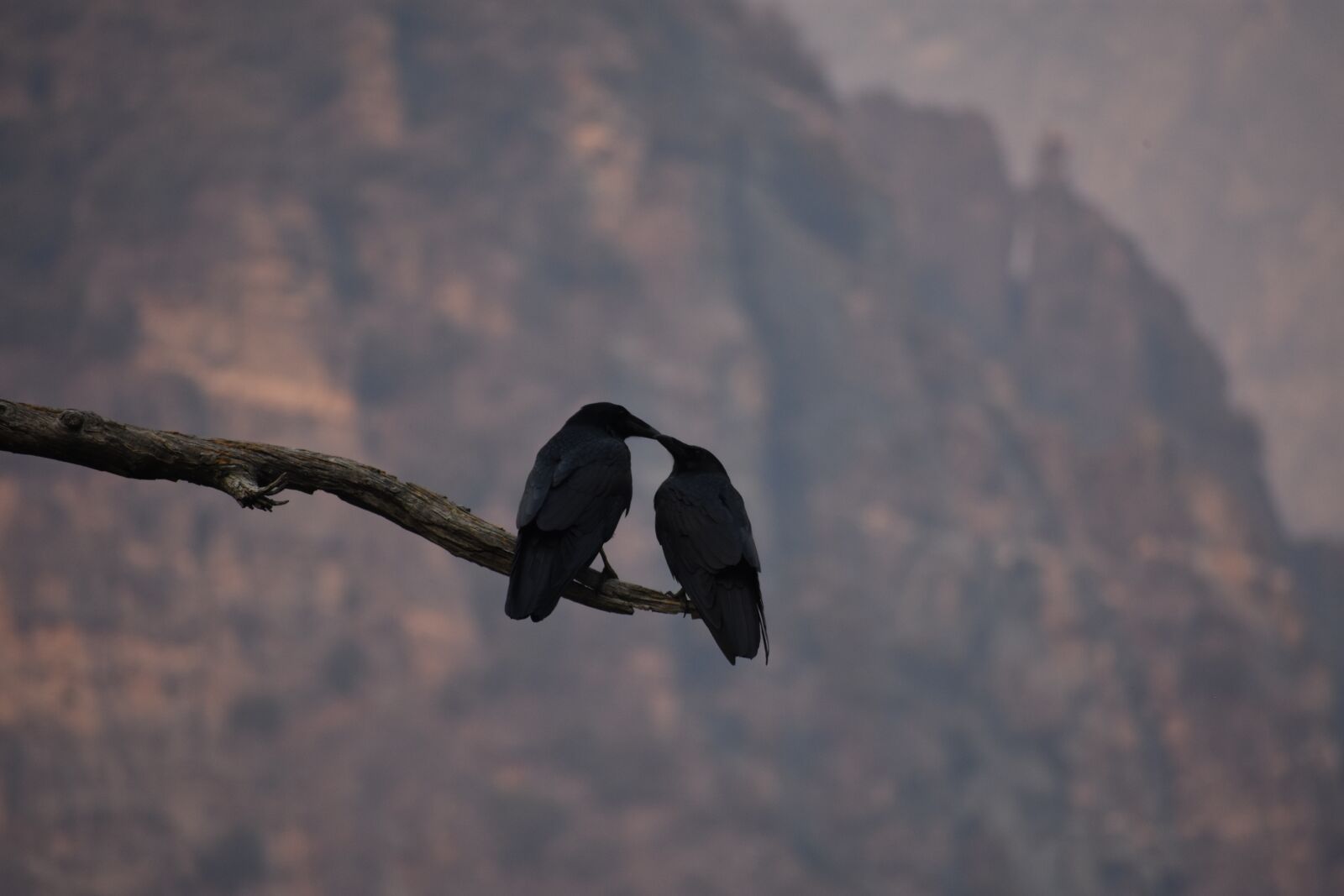 Nikon D7200 sample photo. Raven, love, bird photography