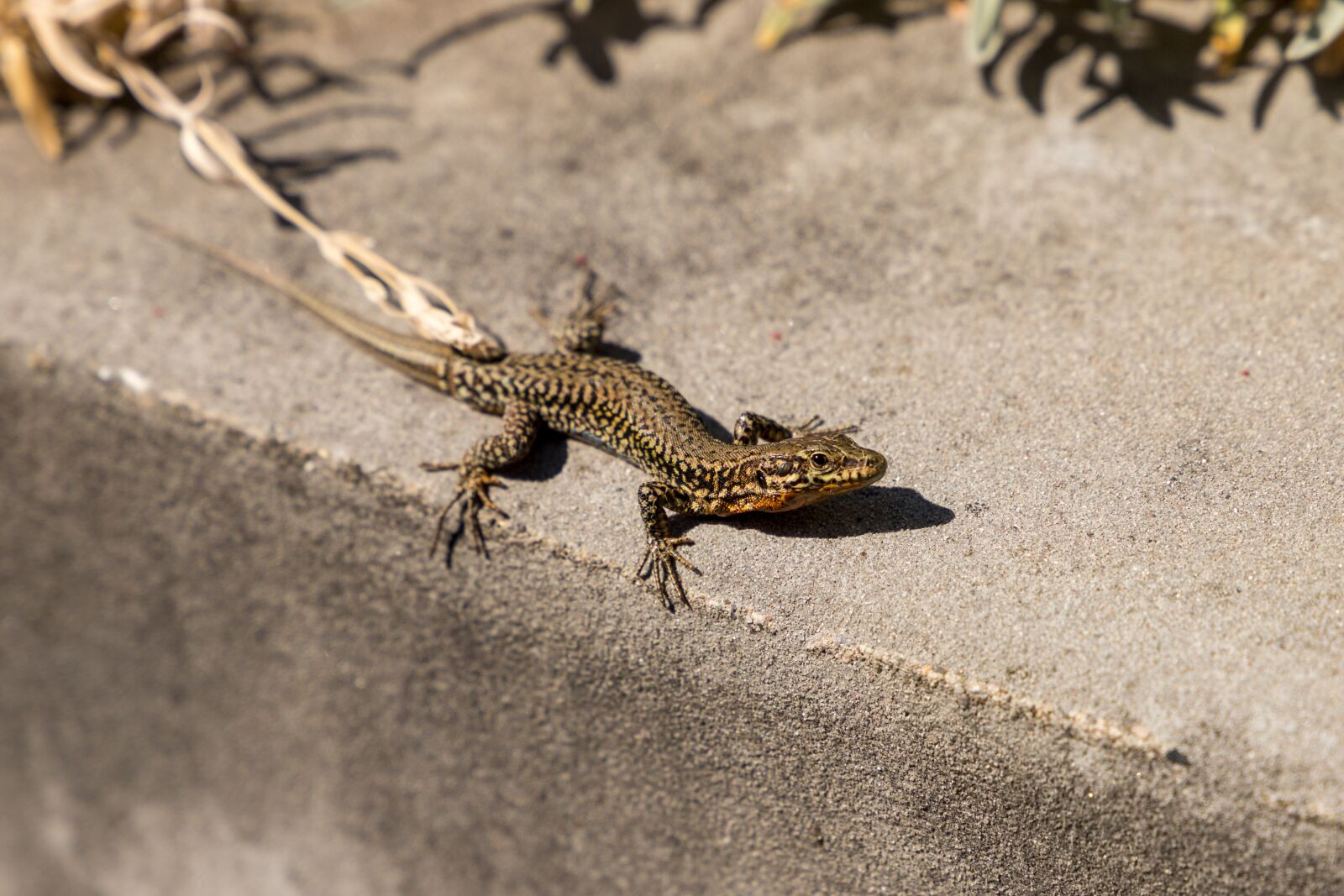 Canon EOS 6D Mark II sample photo. Lizard, nature, summer photography