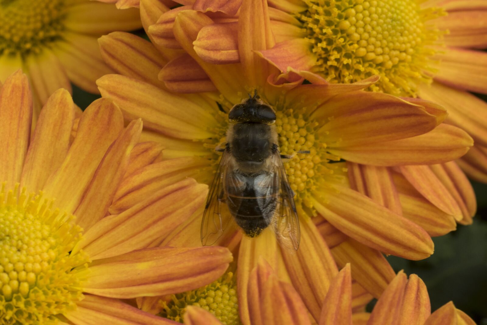 Fujifilm X-T10 sample photo. Flower, chrysanthemum, nature photography