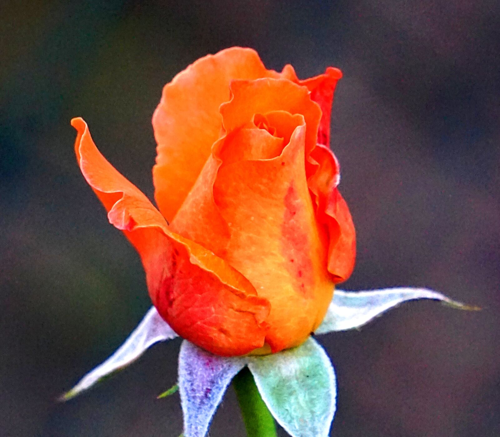 Sony Alpha a5000 (ILCE 5000) + Sony E 55-210mm F4.5-6.3 OSS sample photo. Rose, blossom, bloom photography