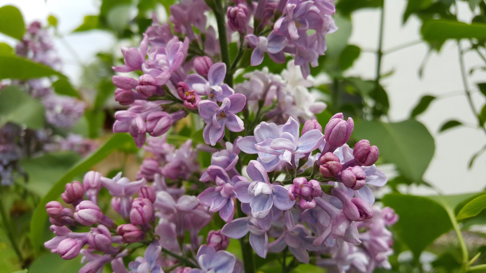 Samsung Galaxy S6 sample photo. Lilac, bush, plant photography