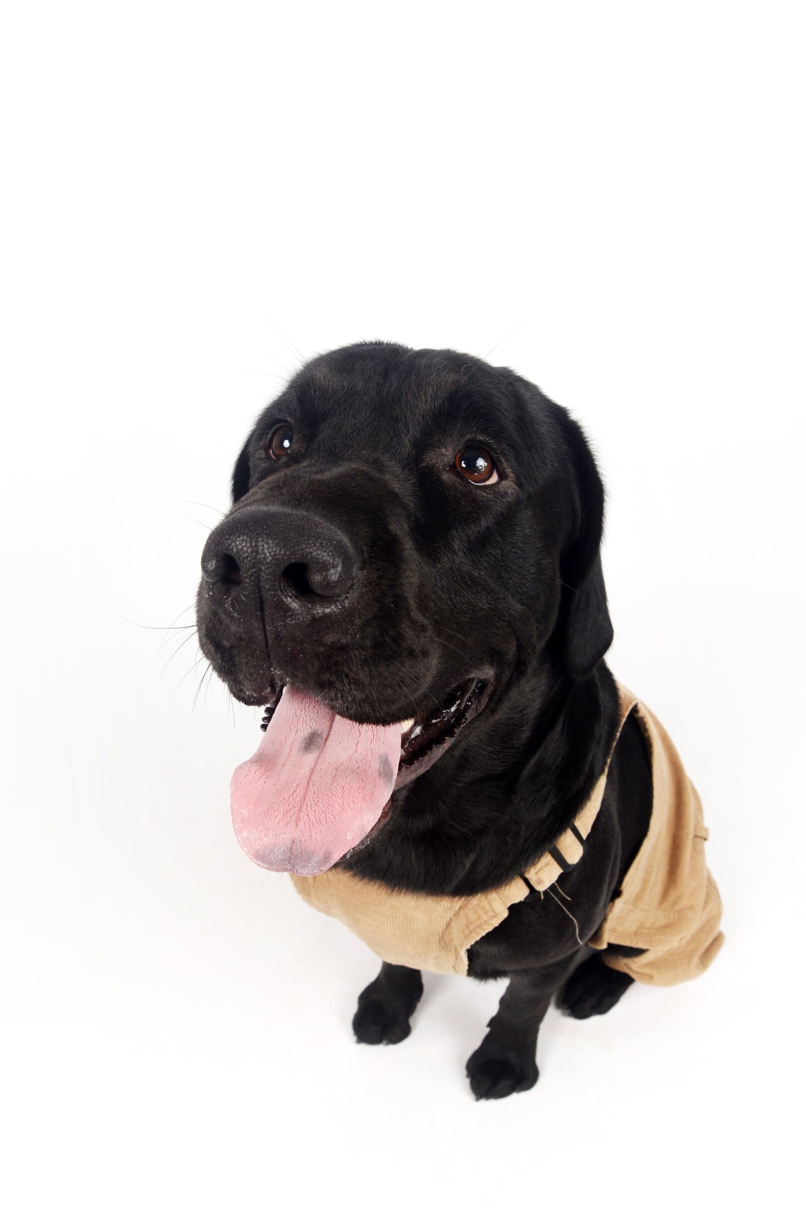 Nikon D610 sample photo. Tongue, dog baby, happy photography
