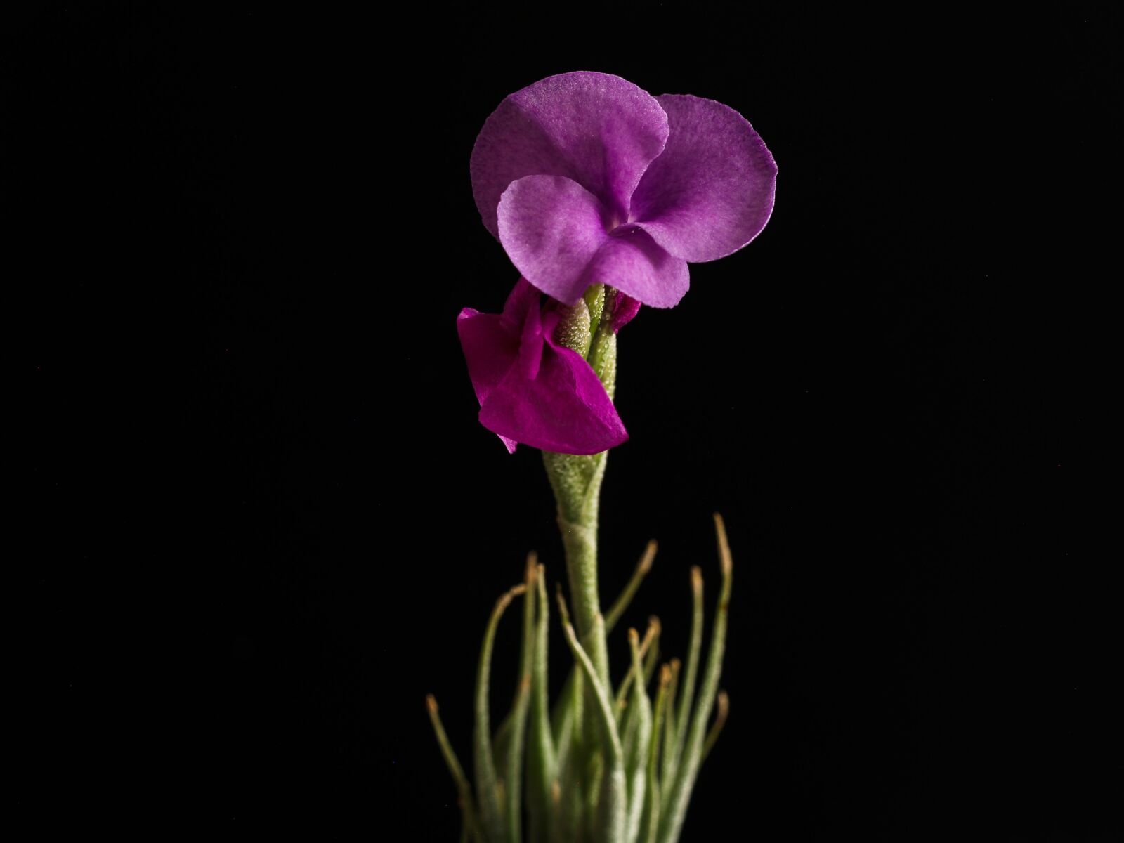 Olympus E-500 (EVOLT E-500) sample photo. Flower, sukulent, retail photography