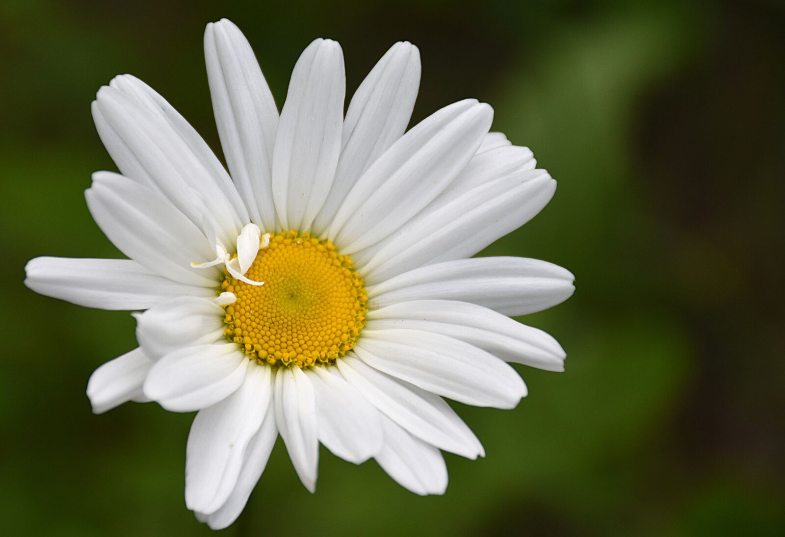 Nikon D5500 sample photo. Daisy, flower, nature photography