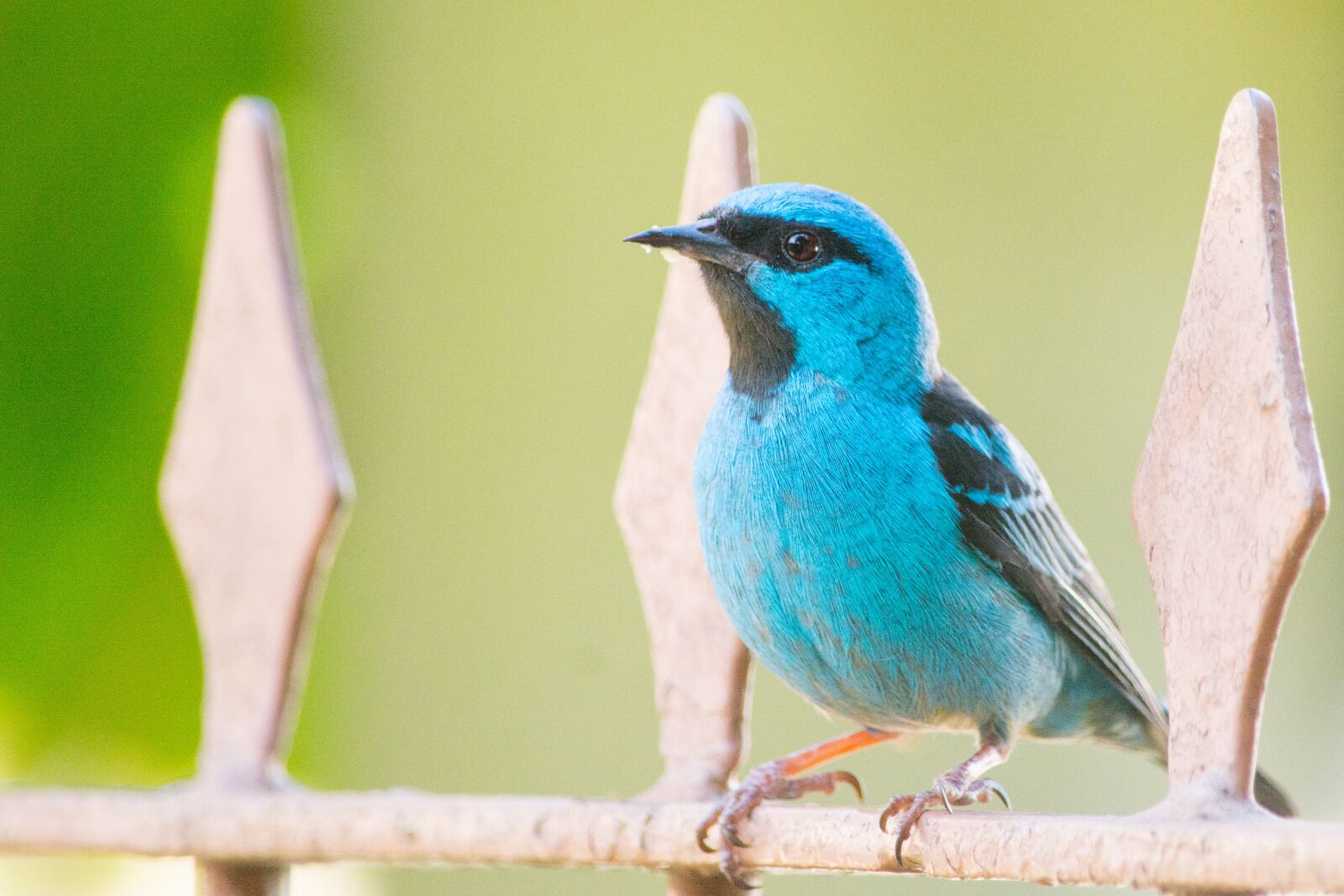 Nikon D7100 sample photo. Bird, nature, tropical photography