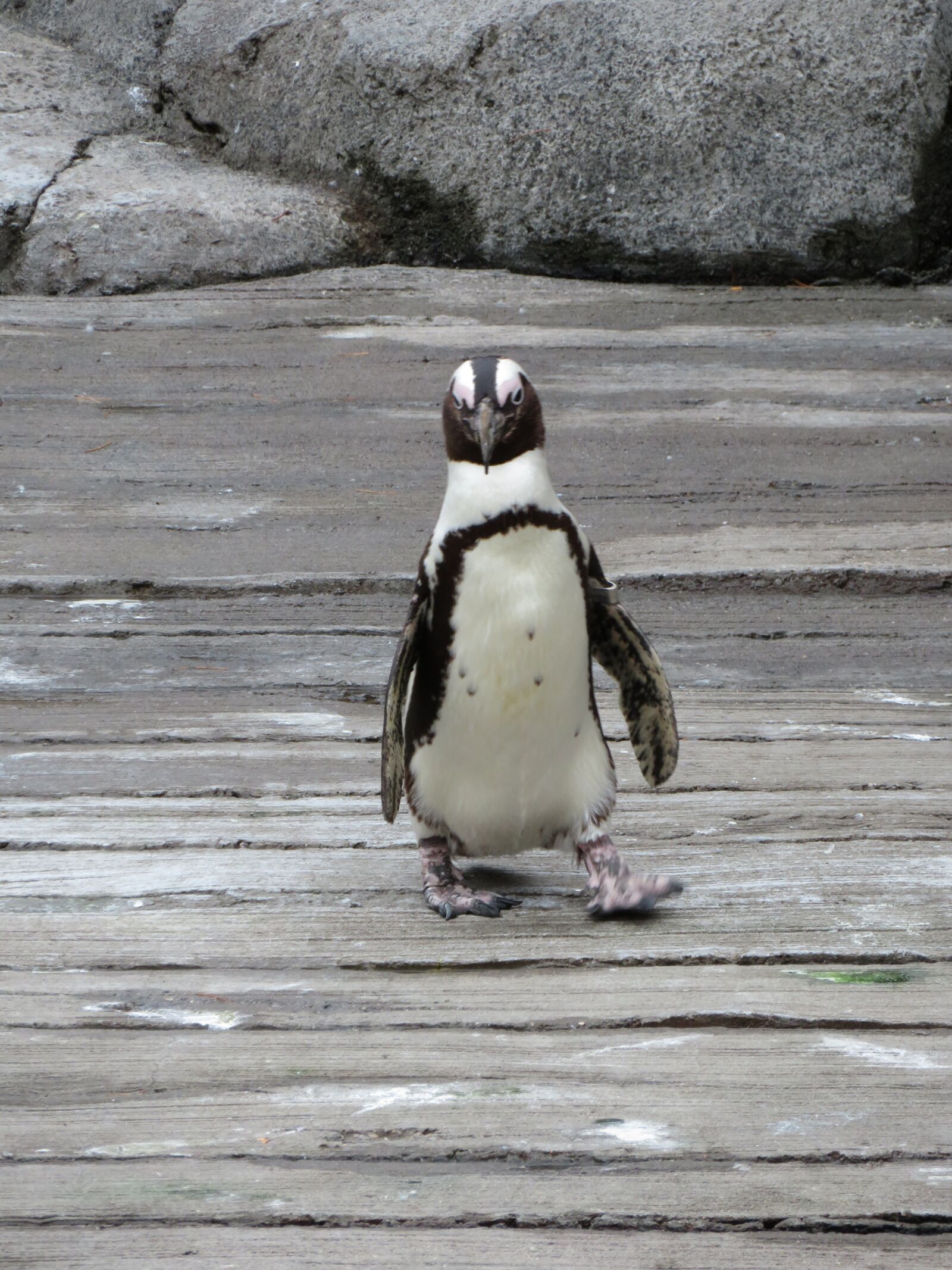 Canon PowerShot SX720 HS sample photo. Penguin, bird, animal photography