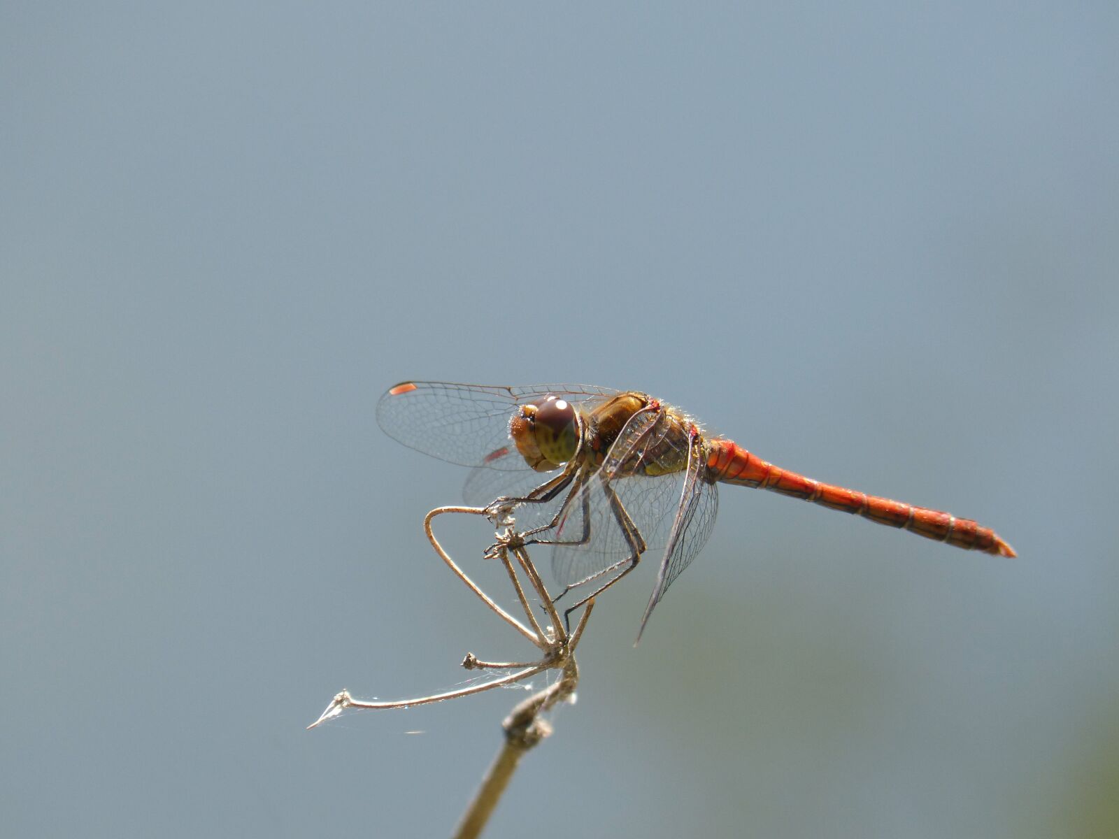 Panasonic DMC-FZ62 sample photo. Dragonfly, red dragonfly, branch photography