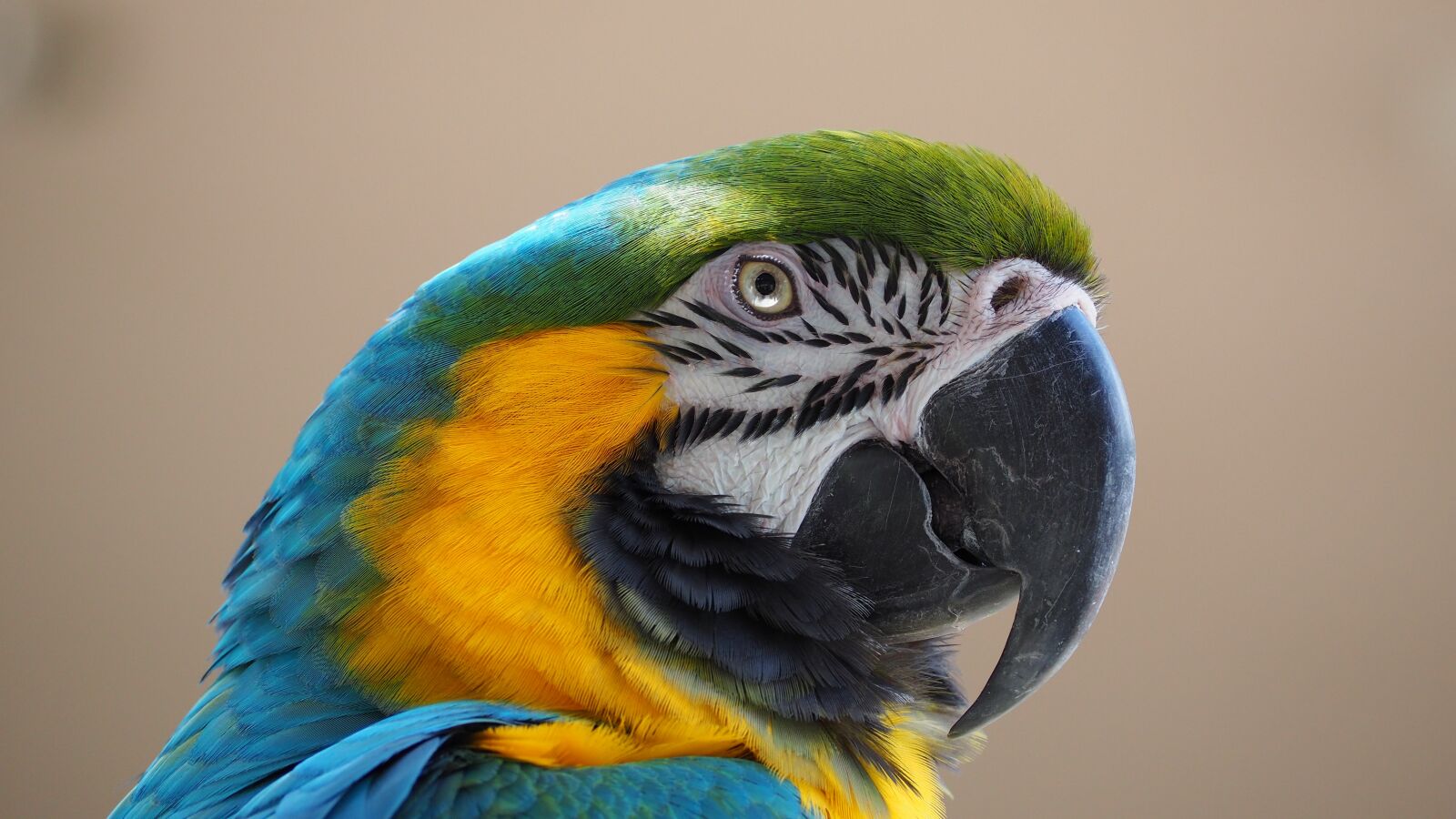 Olympus OM-D E-M10 II sample photo. Macaw, blue, yellow photography