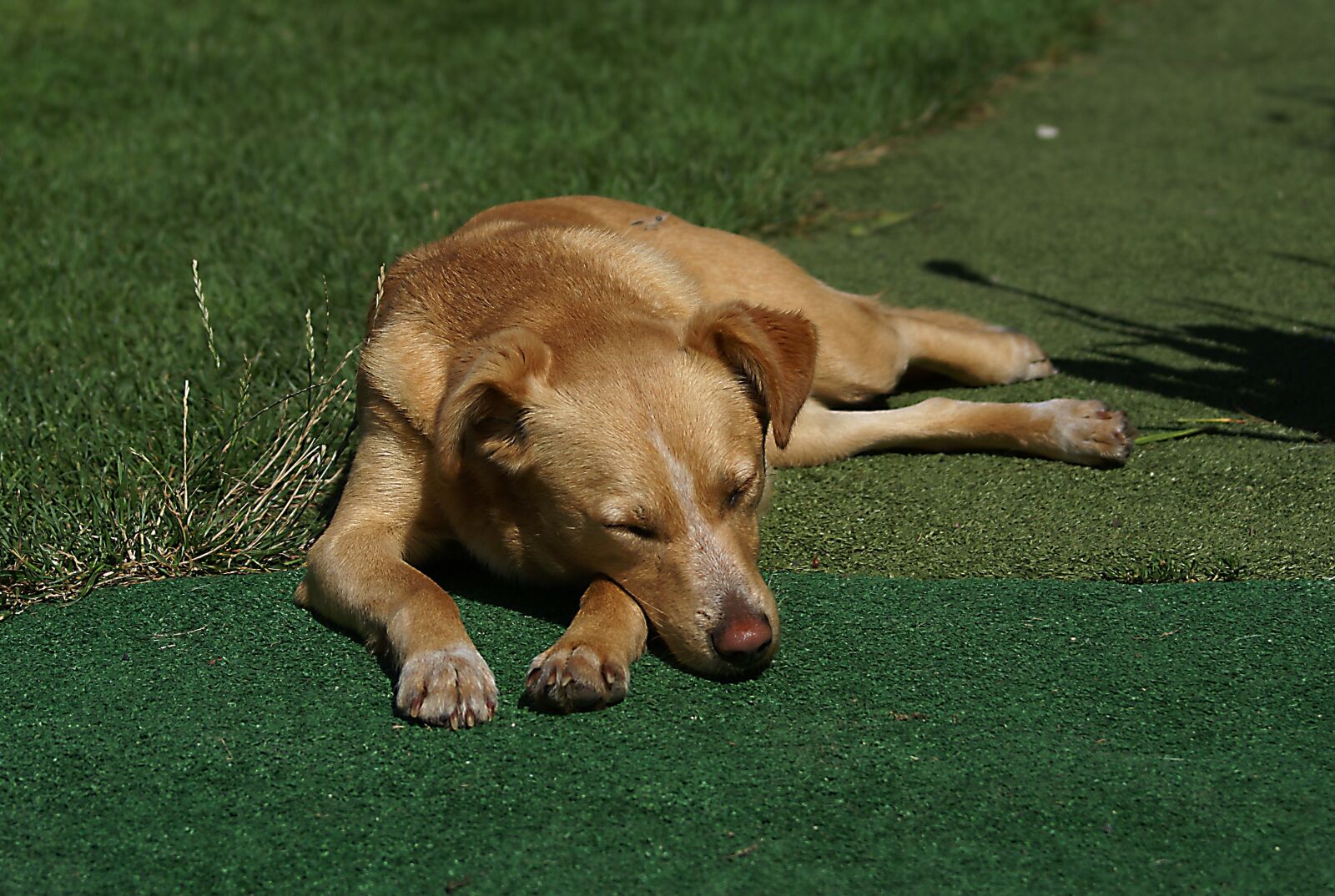 Sony Alpha DSLR-A100 sample photo. Dog, dog house, animal photography